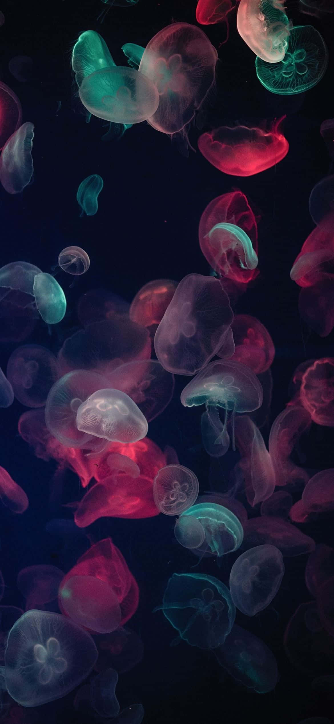 1170x2532 Mwonekano wa Jellyfish ya Rangi Mbalimbali Picha ya Ukuta