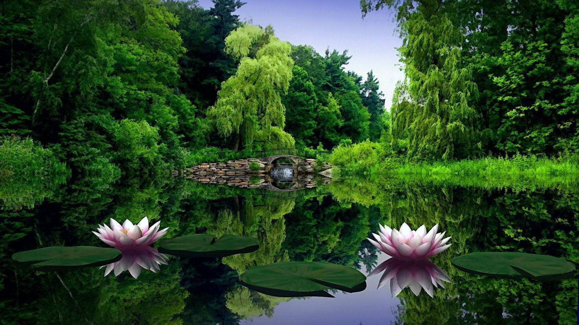 1920x1080 Full HD Asili ya Maji Lily Picha ya Ukuta