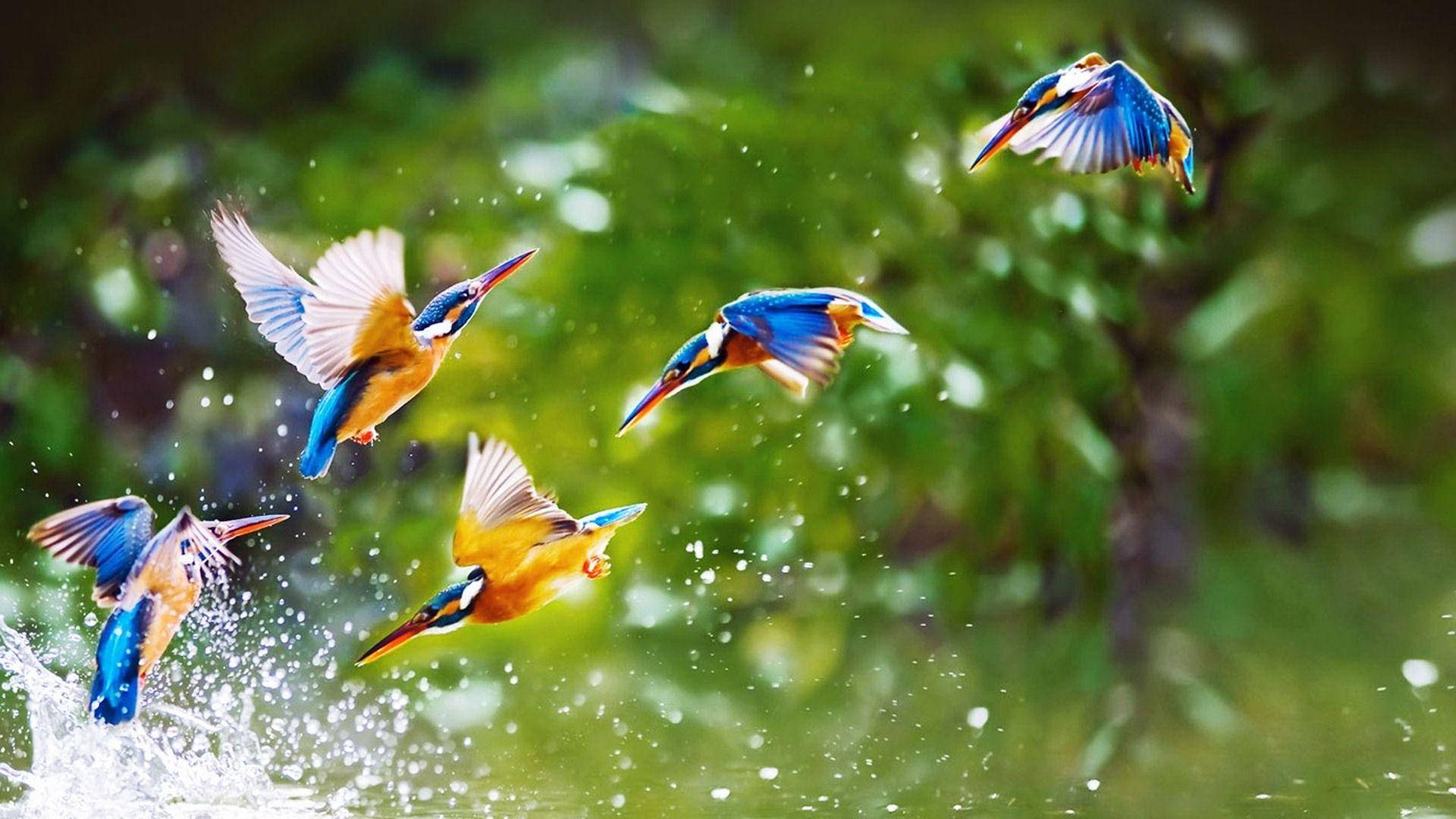 1920x1080 HD Kundi la Kingfishers Picha ya Ukuta