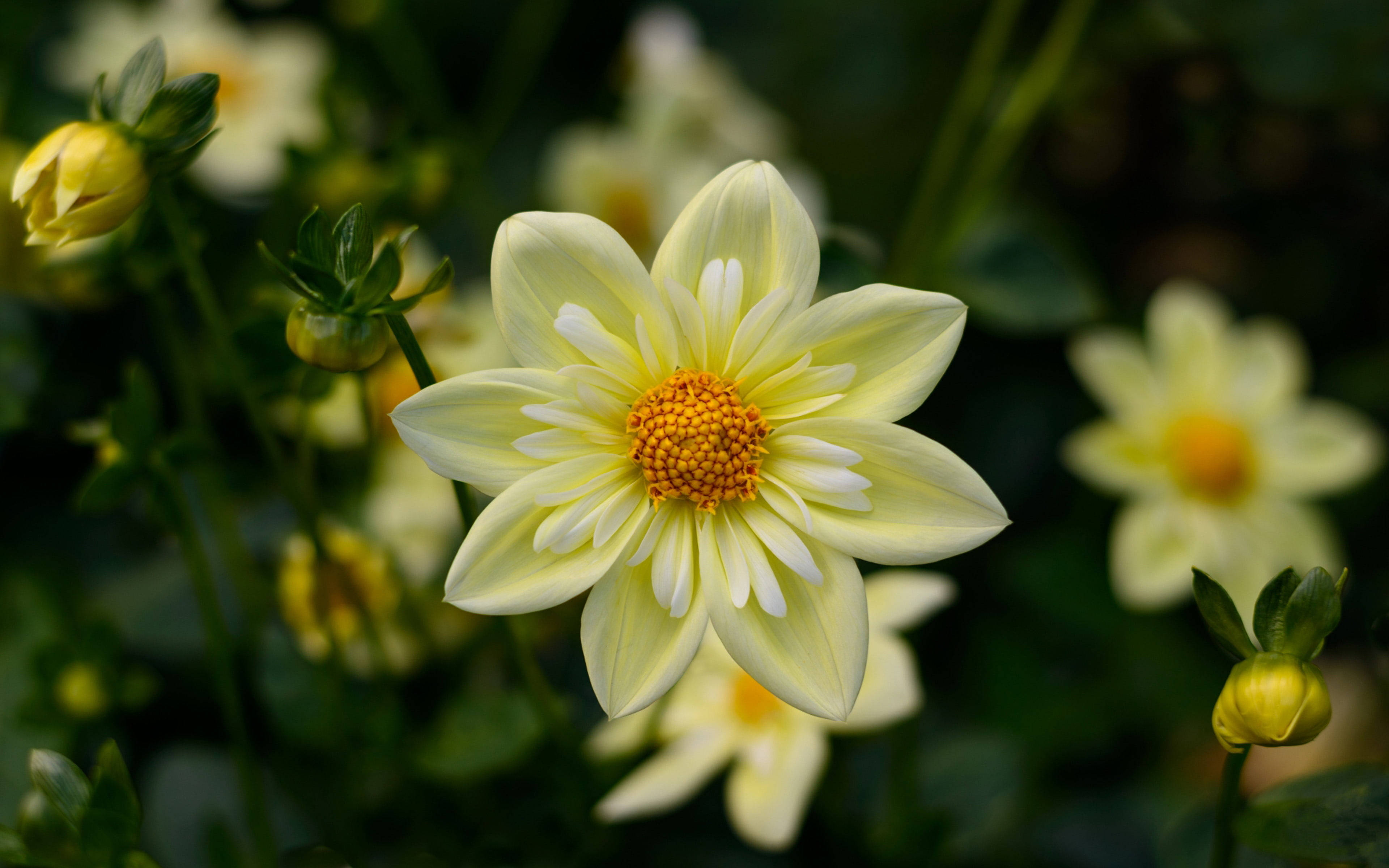 1920x1080 HD Maua Dahlia Picha ya Ukuta