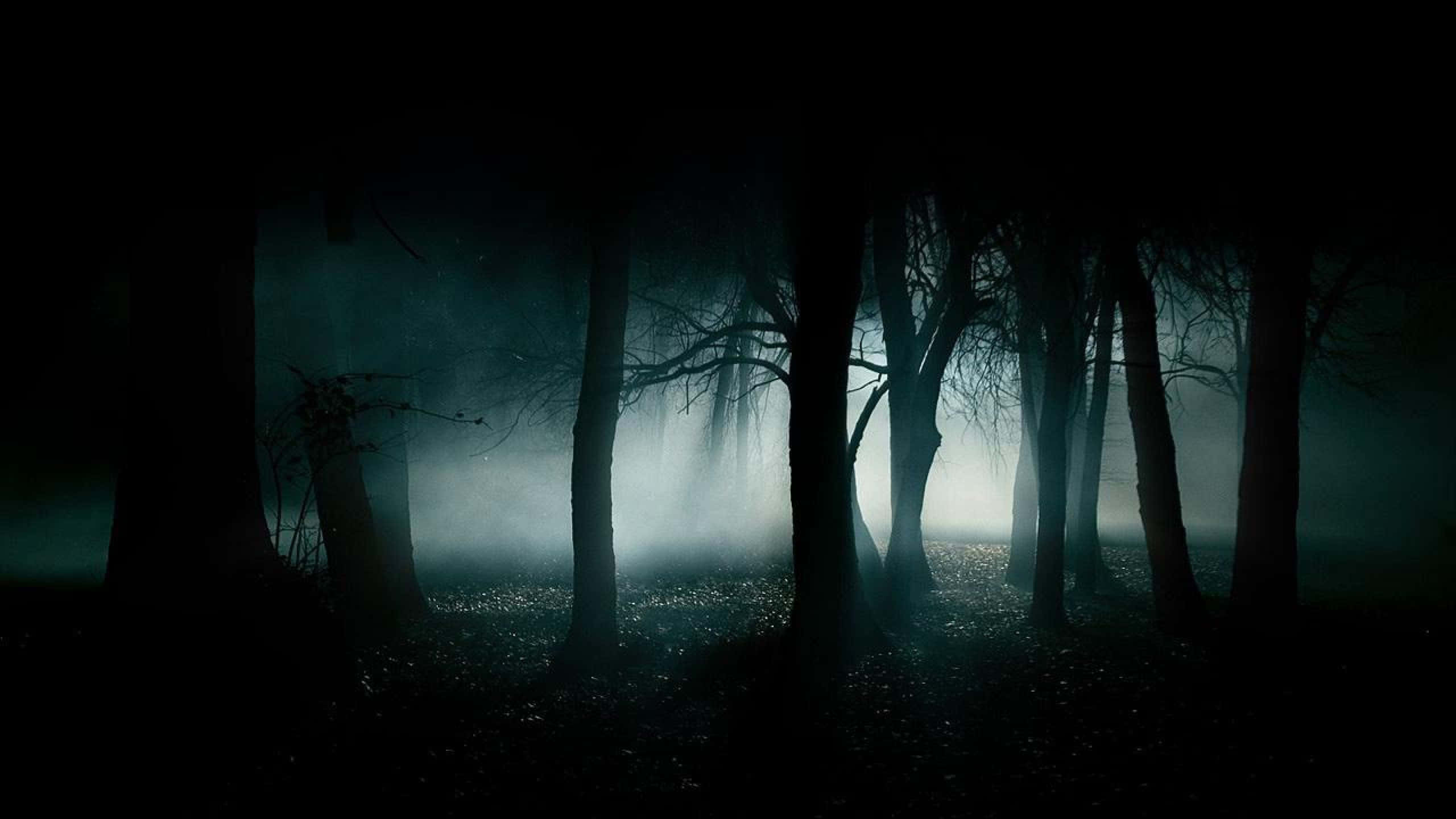 2560x1440 Nyeusi Msitu Wenye Huzuni Picha ya Ukuta