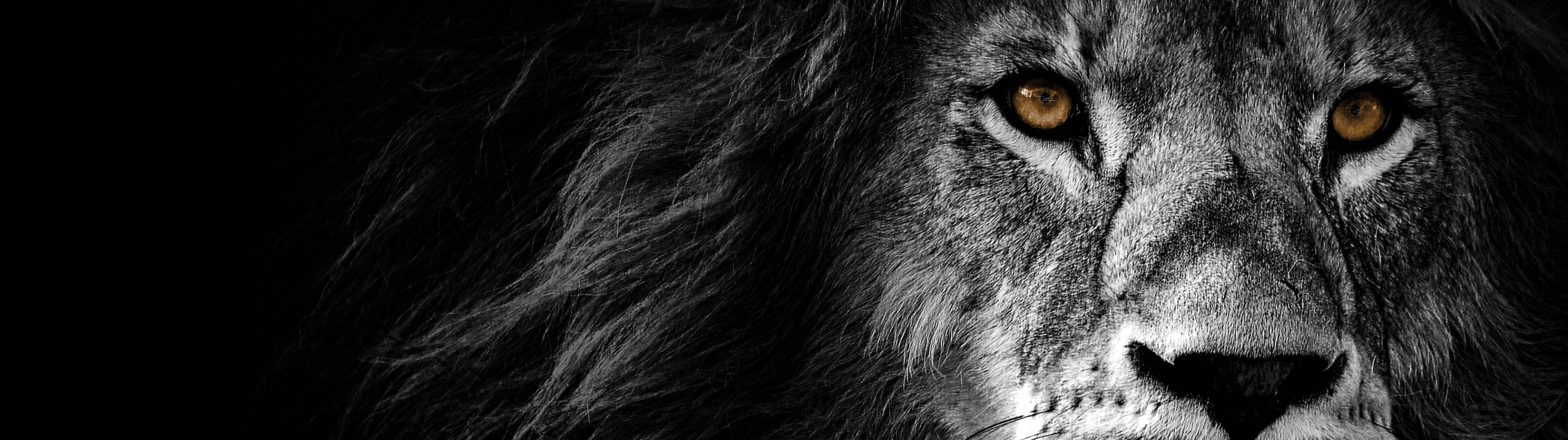 3840x1080 4K Simba Macho ya Dhahabu Picha ya Ukuta