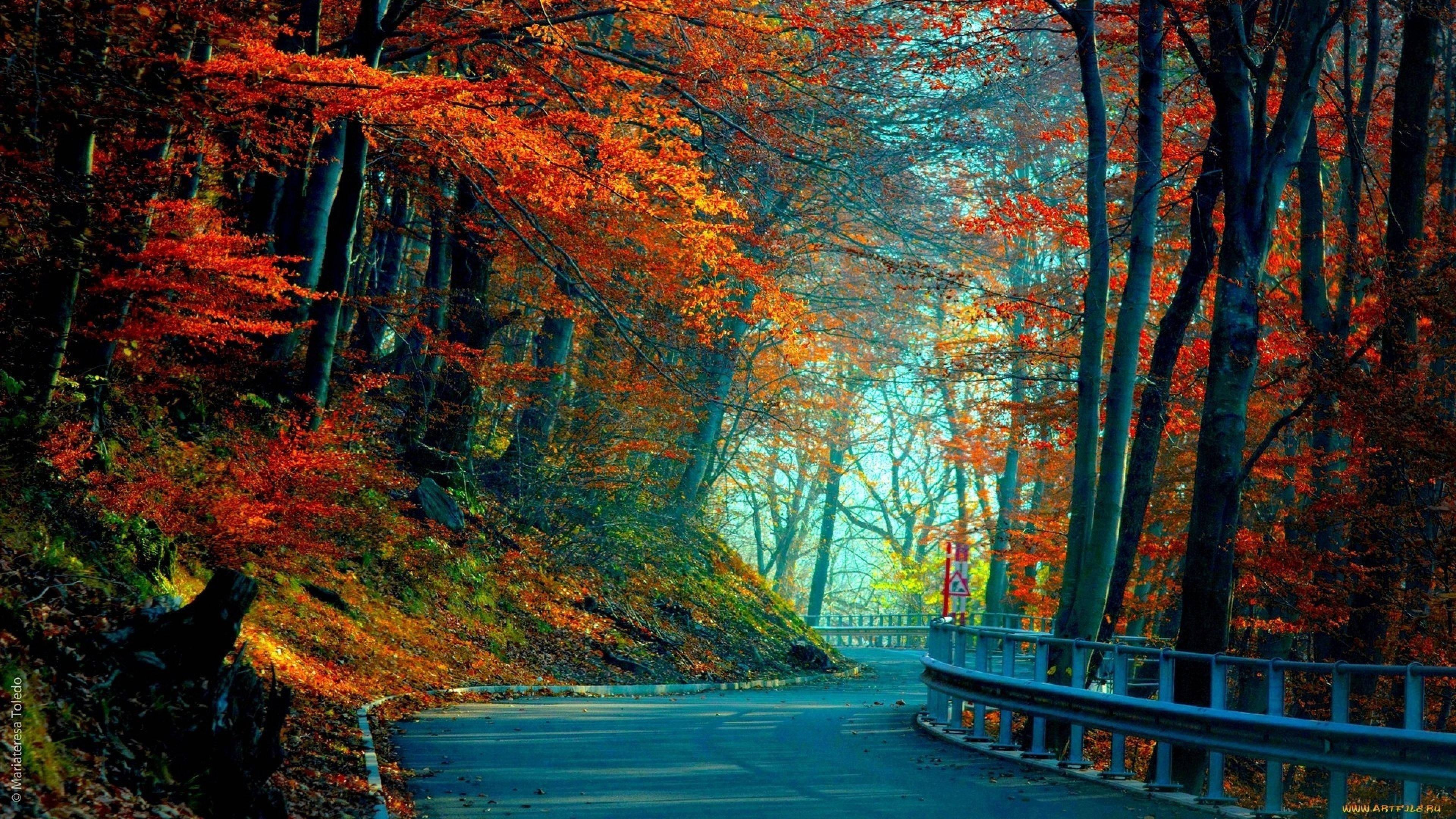 3840x2160 Mfuatiliaji Barabara ya Msitu Picha ya Ukuta