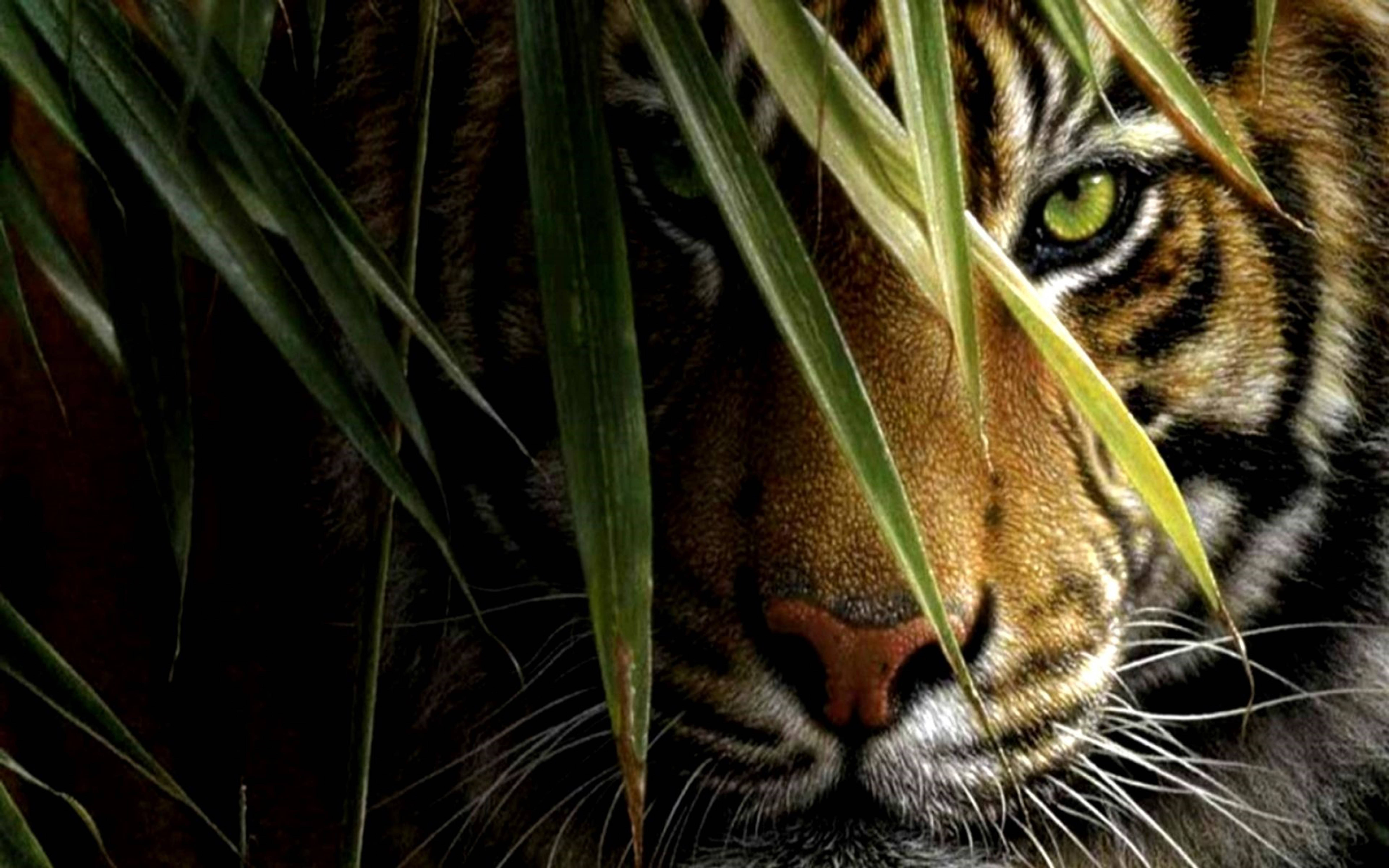 3D HD Simba Anayekodolea Macho Picha ya Ukuta