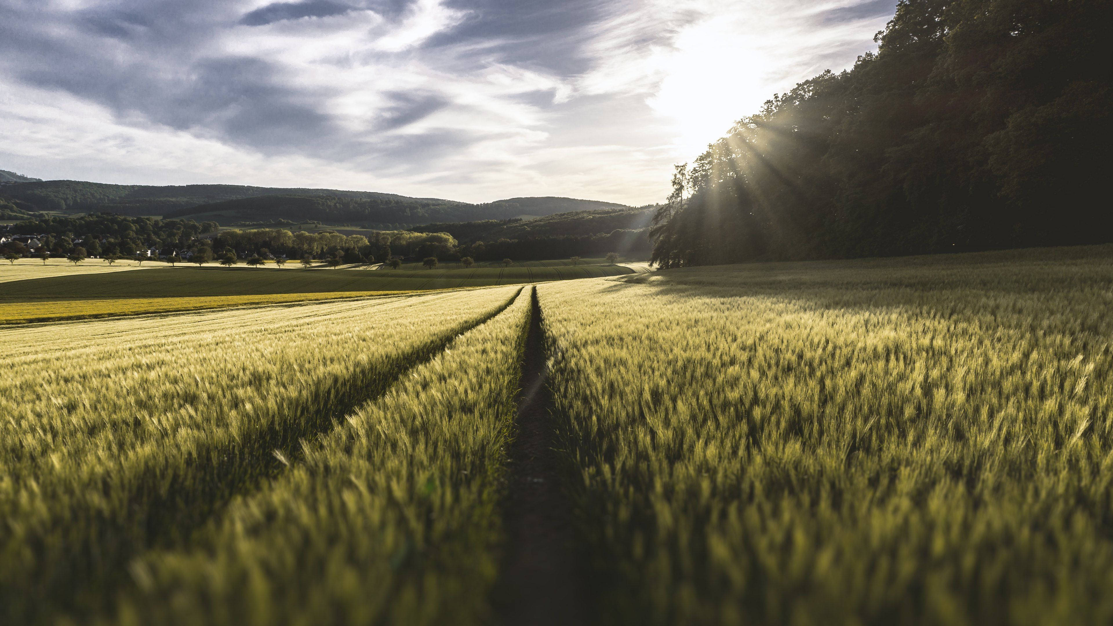 4K Asili Meadows na Mwanga wa Jua Picha ya Ukuta