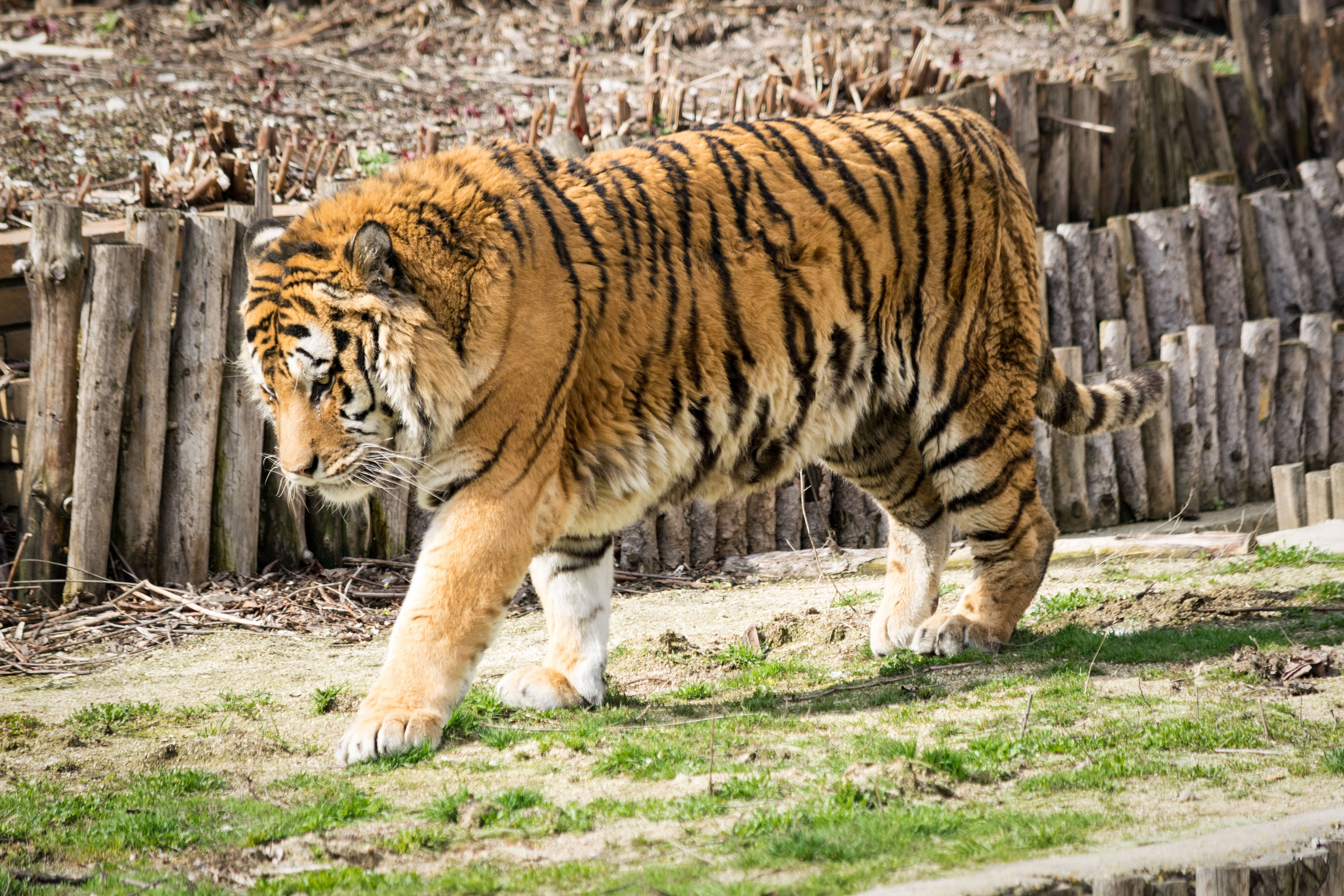8K Tiger UHD Mnyama Mwenye Misuli Picha ya Ukuta