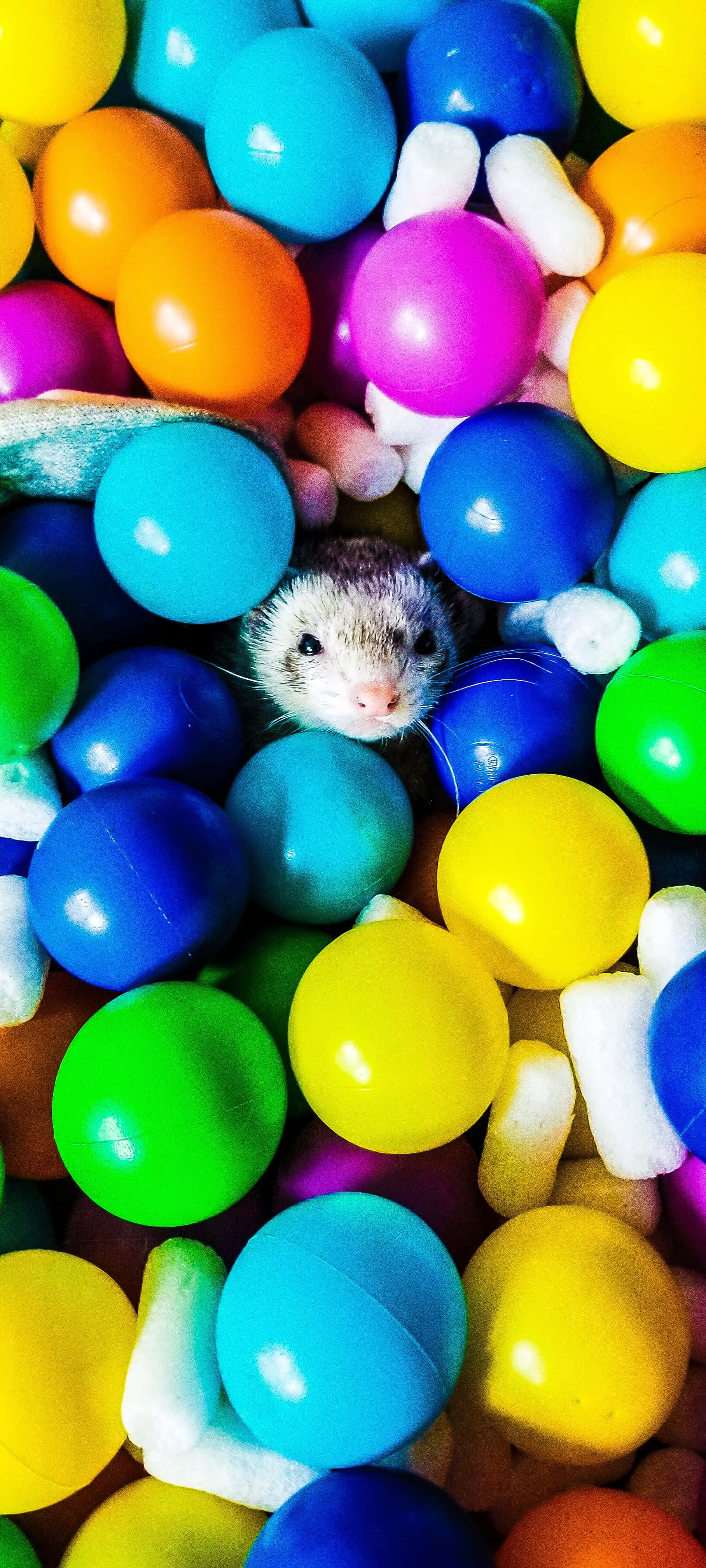 A adorable ferret nibbles on a tasty treat Picha ya Ukuta