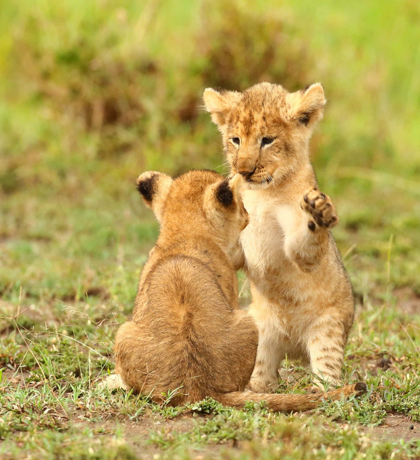 A beautiful baby lion cub exploring a rugged African landscape Picha ya Ukuta