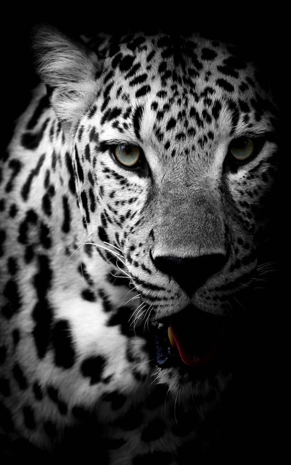 Jaguar Mweusi Mwenye Nguvu na Mzuri Picha ya Ukuta