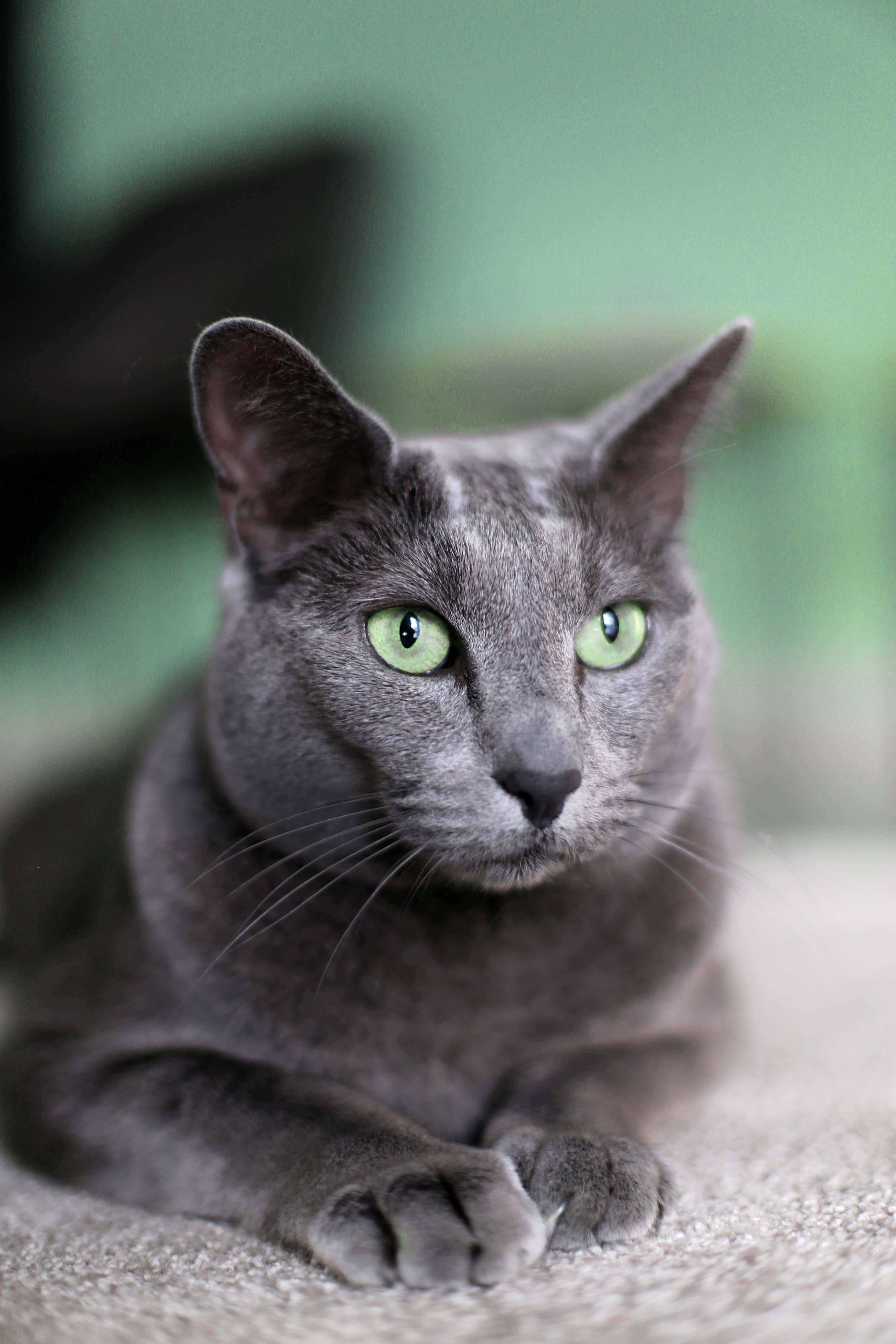 A beautiful Russian Blue Cat lounging in the sun Picha ya Ukuta