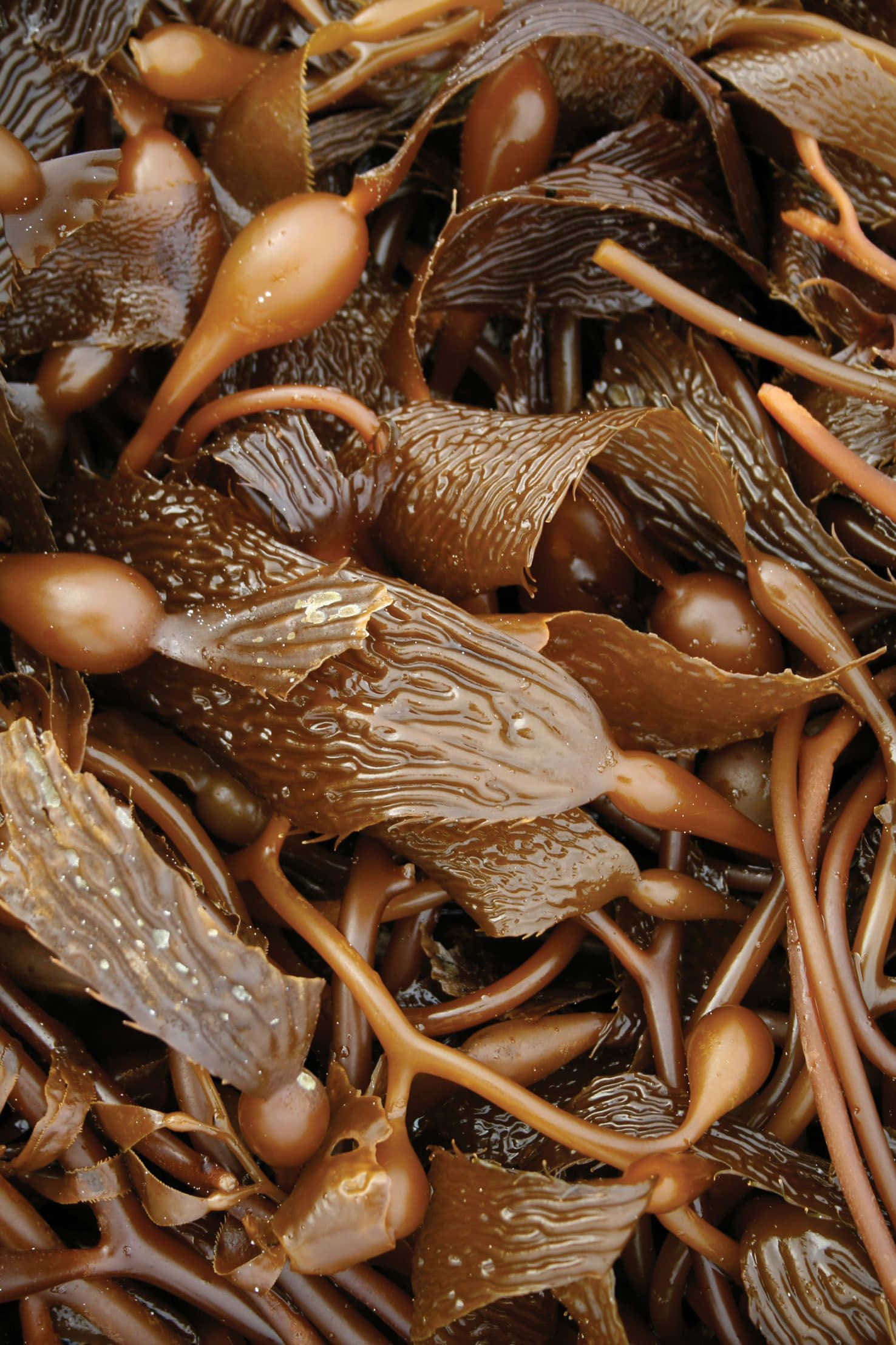 A beautiful underwater scene showcasing vibrant seaweed Picha ya Ukuta