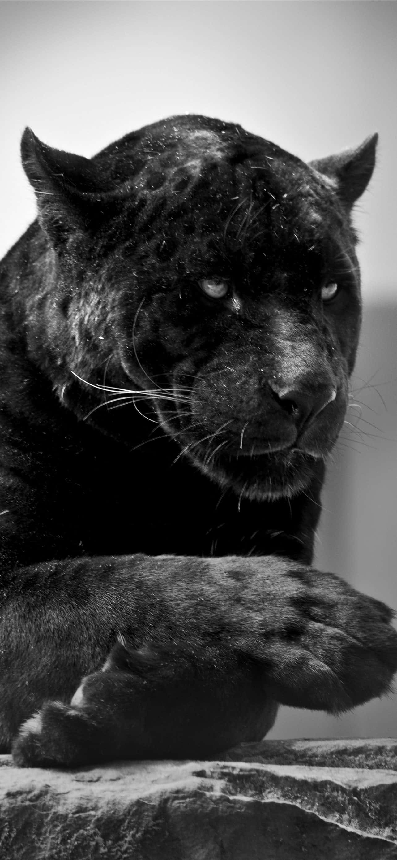 a black leopard is sitting on a rock Picha ya Ukuta