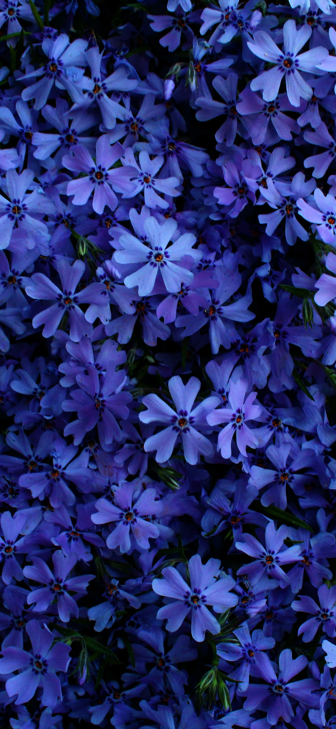 a bunch of blue flowers Picha ya Ukuta