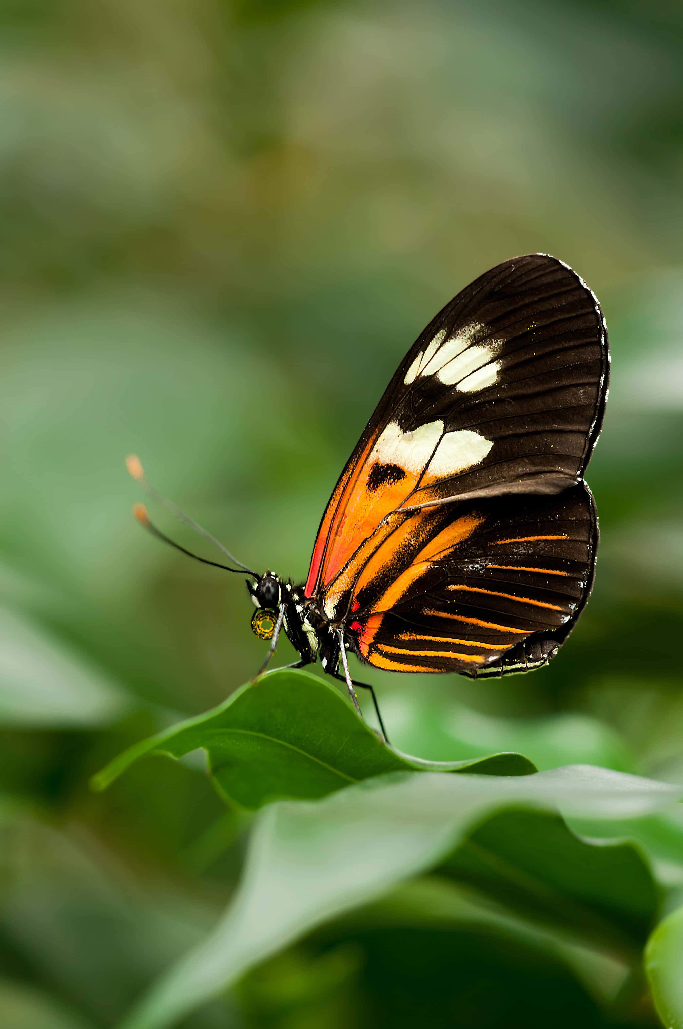a butterfly is sitting on a leaf Picha ya Ukuta