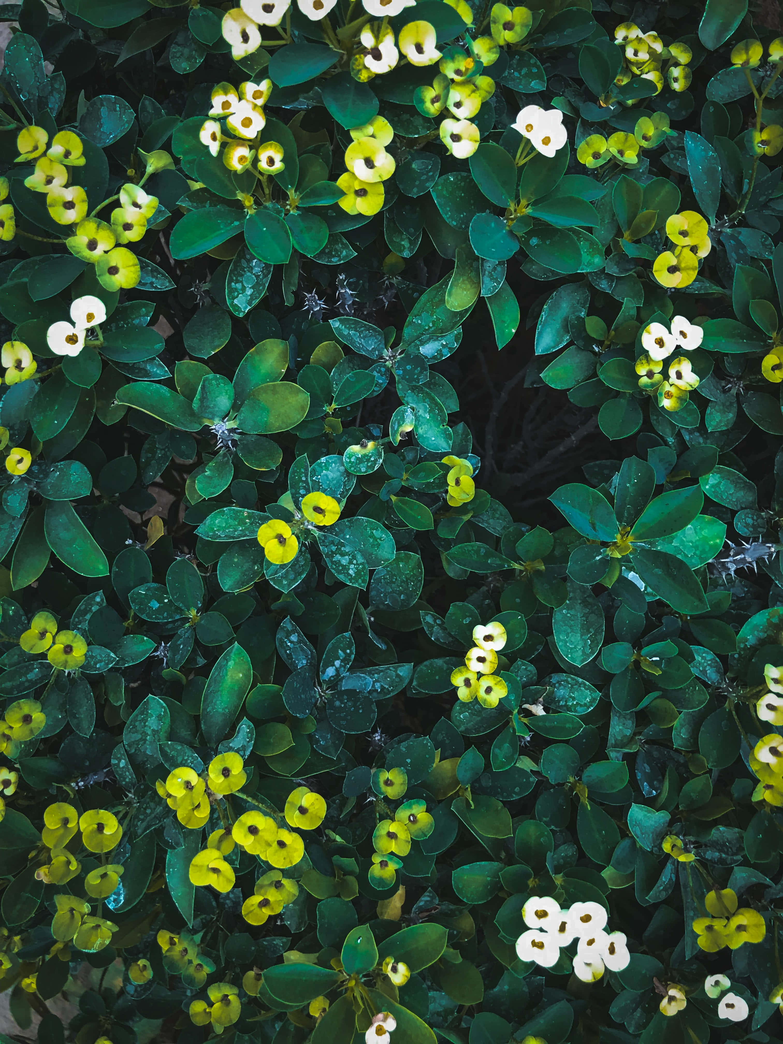 A captivating green flower in its natural setting. Picha ya Ukuta