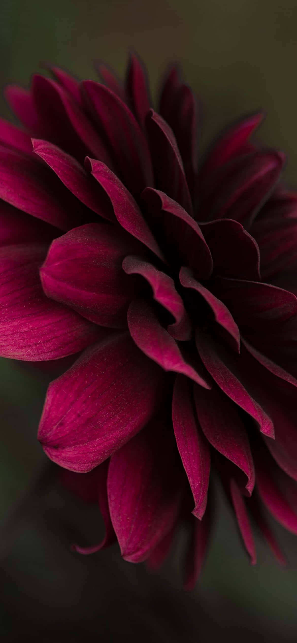 a close up of a purple flower Picha ya Ukuta