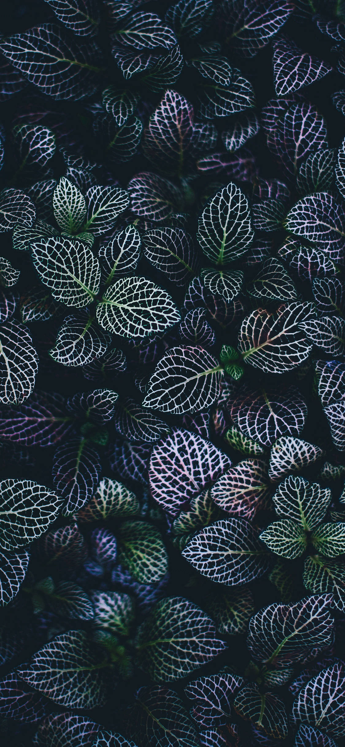 a close up of a dark green plant Picha ya Ukuta