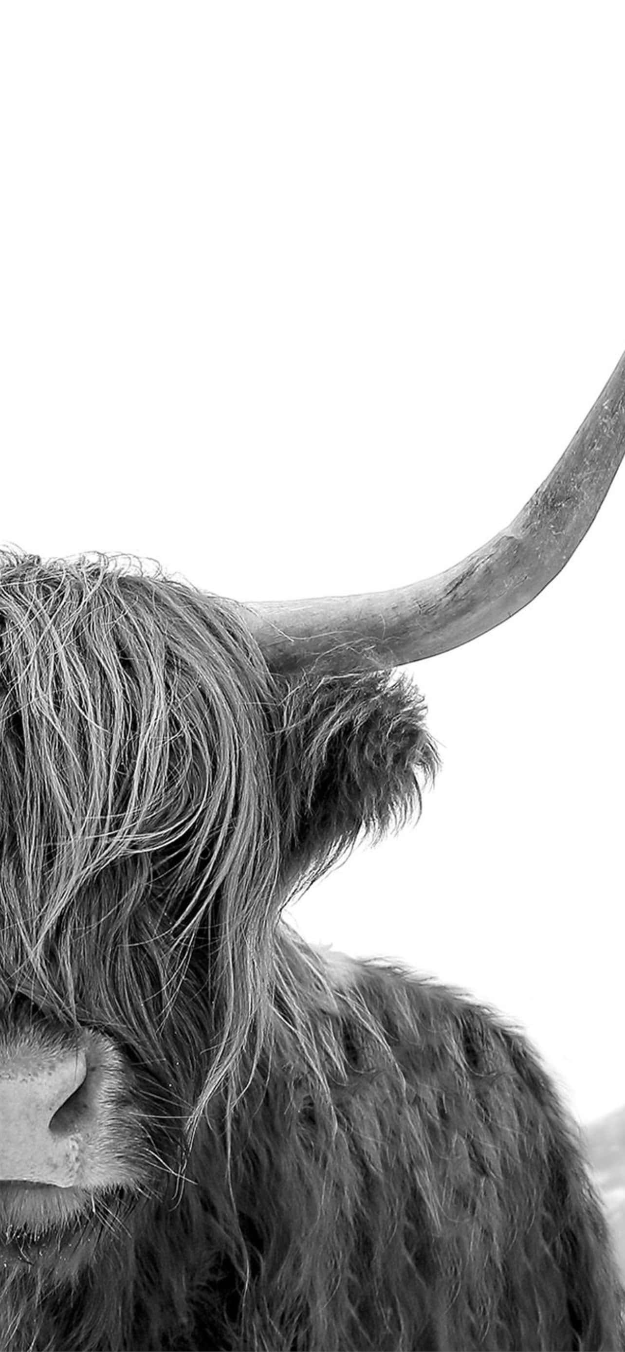 a cow with long horns Picha ya Ukuta