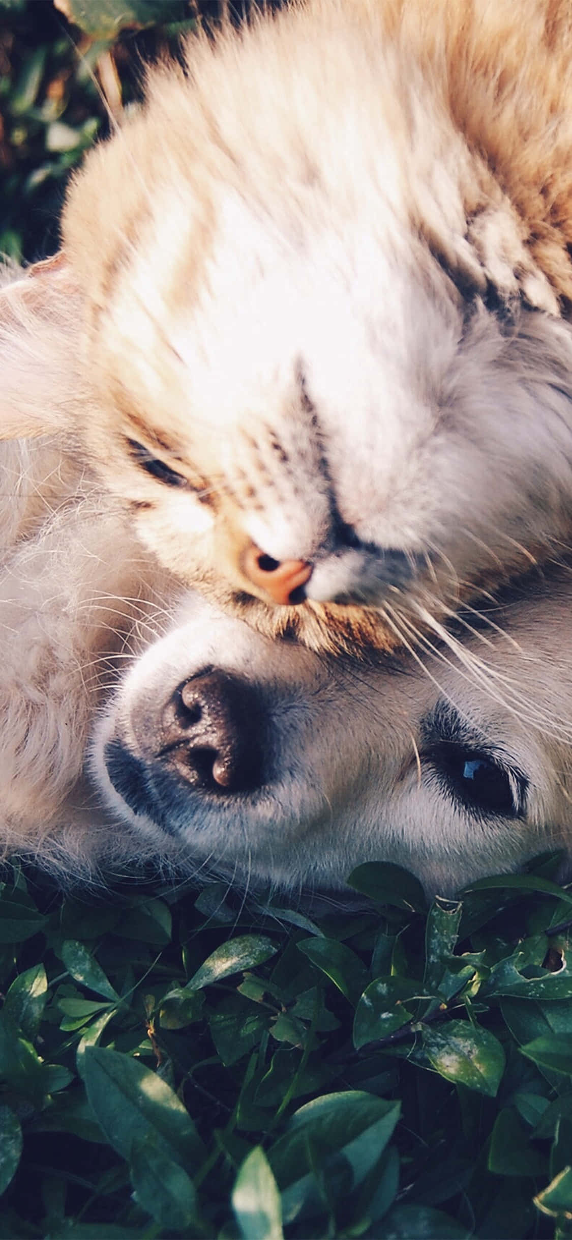 A cute, cuddly mama bear with her tiny cub - a sweet moment of pure love Picha ya Ukuta