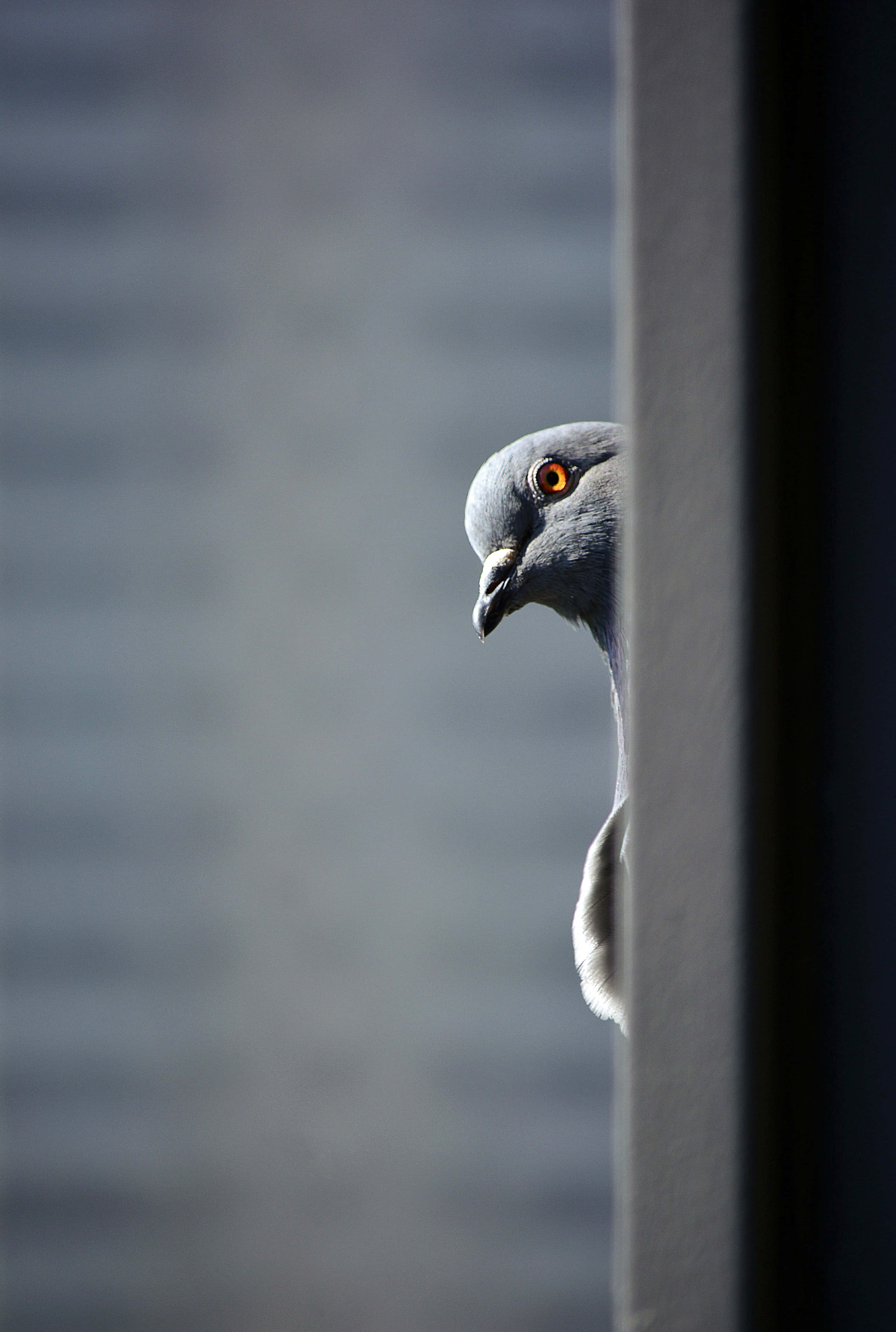 a gray pigeon peeking out of a wall Picha ya Ukuta