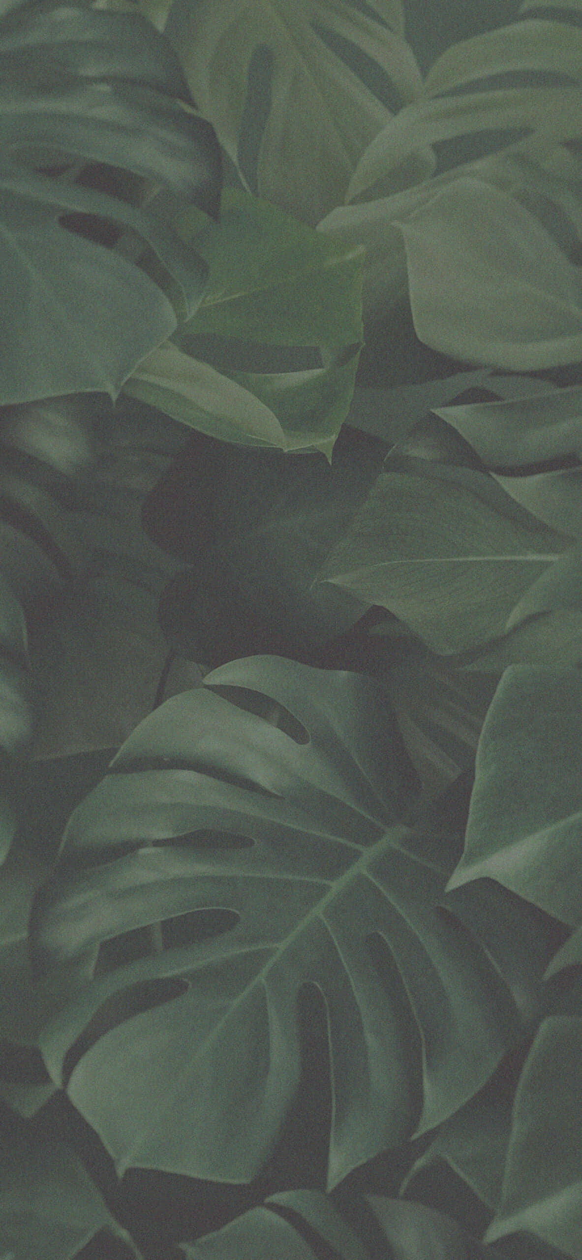 a large green leaf Picha ya Ukuta
