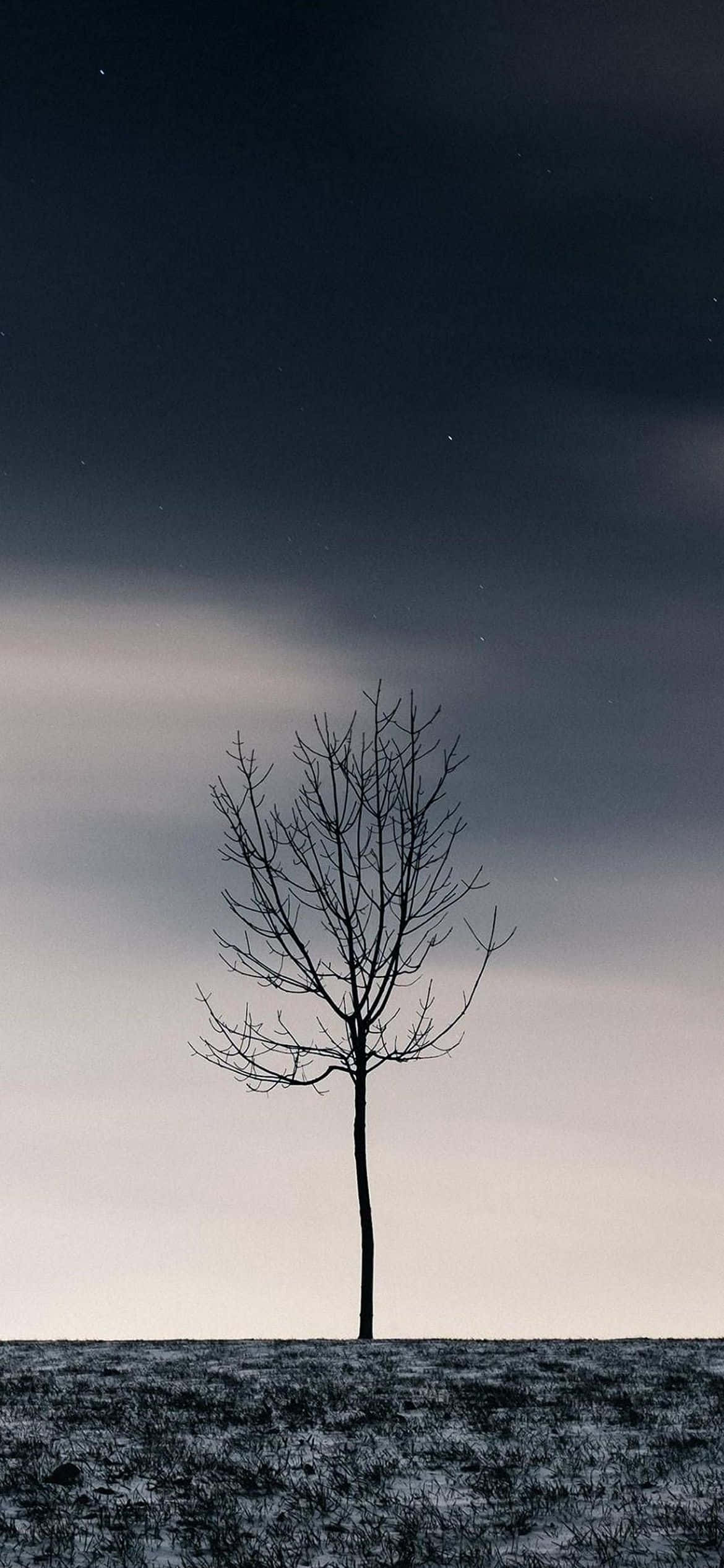 a lone tree in the middle of a field Picha ya Ukuta