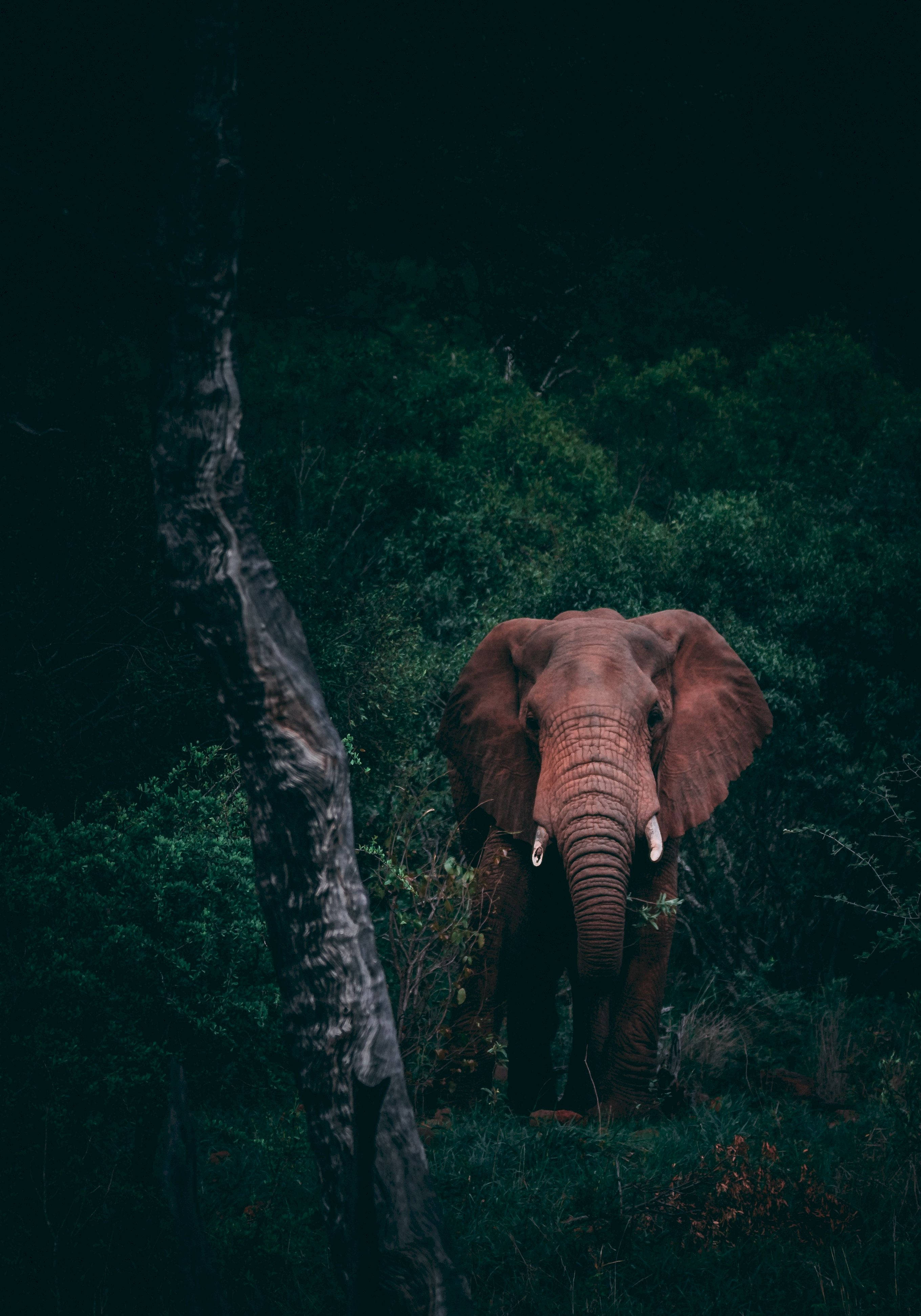 A Majestic Elephant Standing in a Dark Forest Picha ya Ukuta