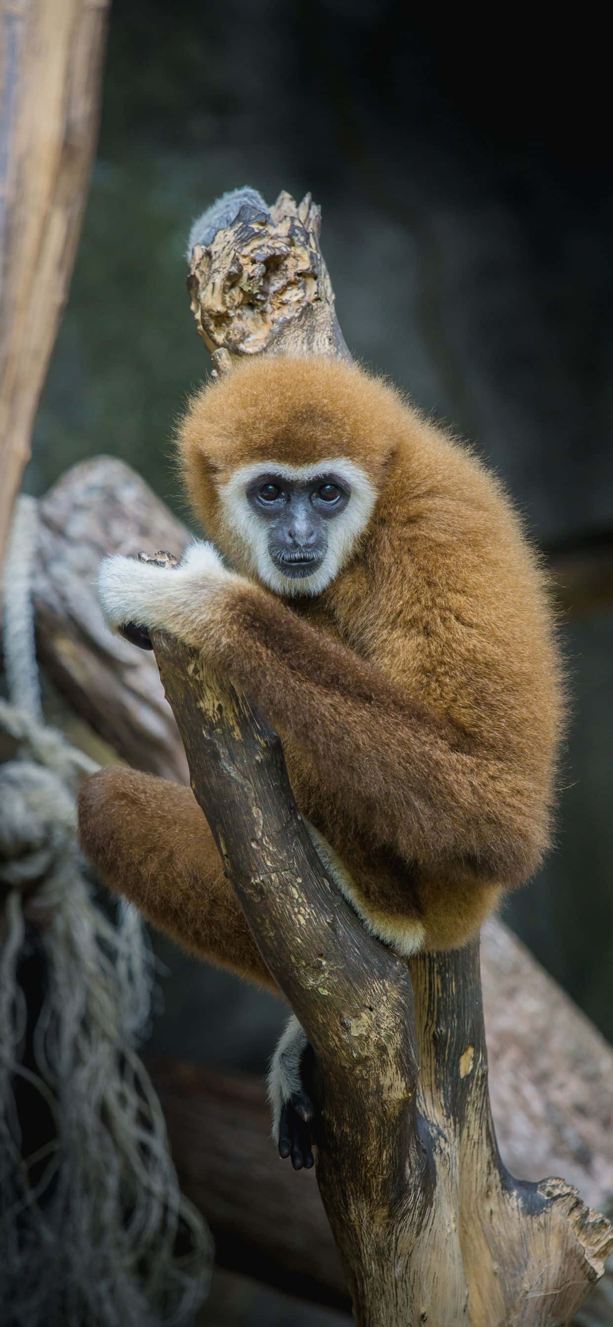 a monkey sitting on a branch with a branch Picha ya Ukuta