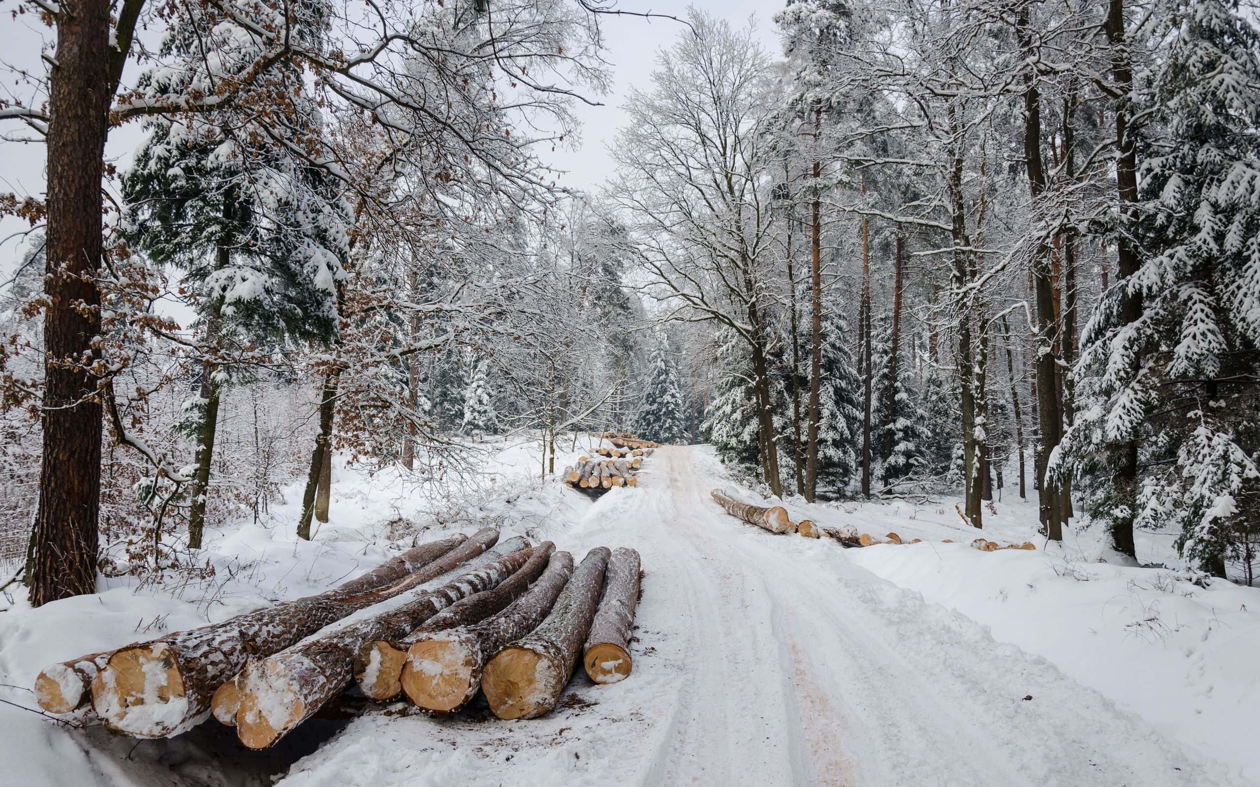 A picturesque and icy winter road amidst snow-covered trees Picha ya Ukuta