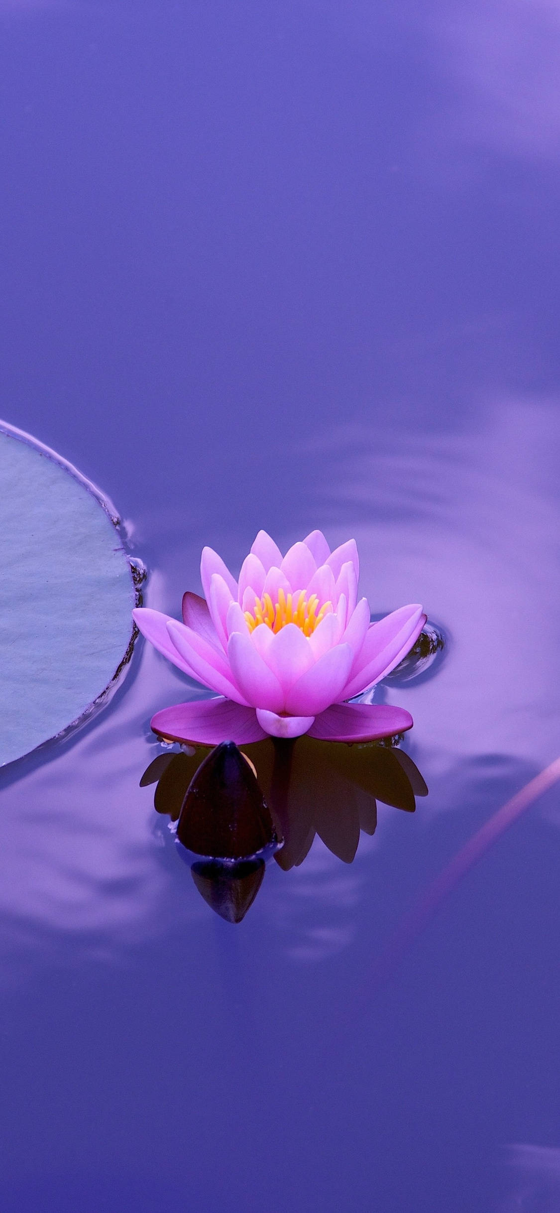 a pink flower floating in a pond Picha ya Ukuta
