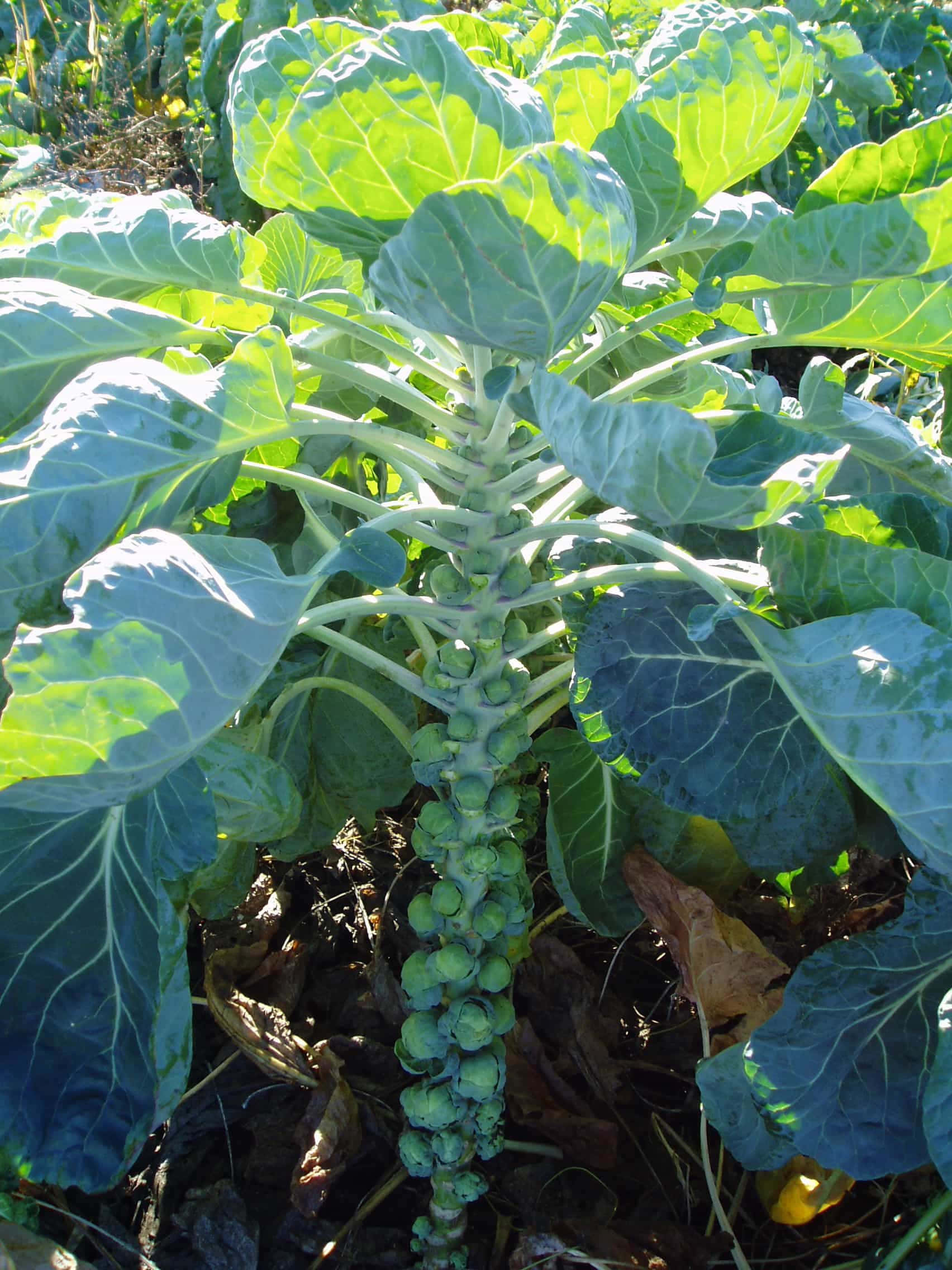 a plant with green leaves Picha ya Ukuta