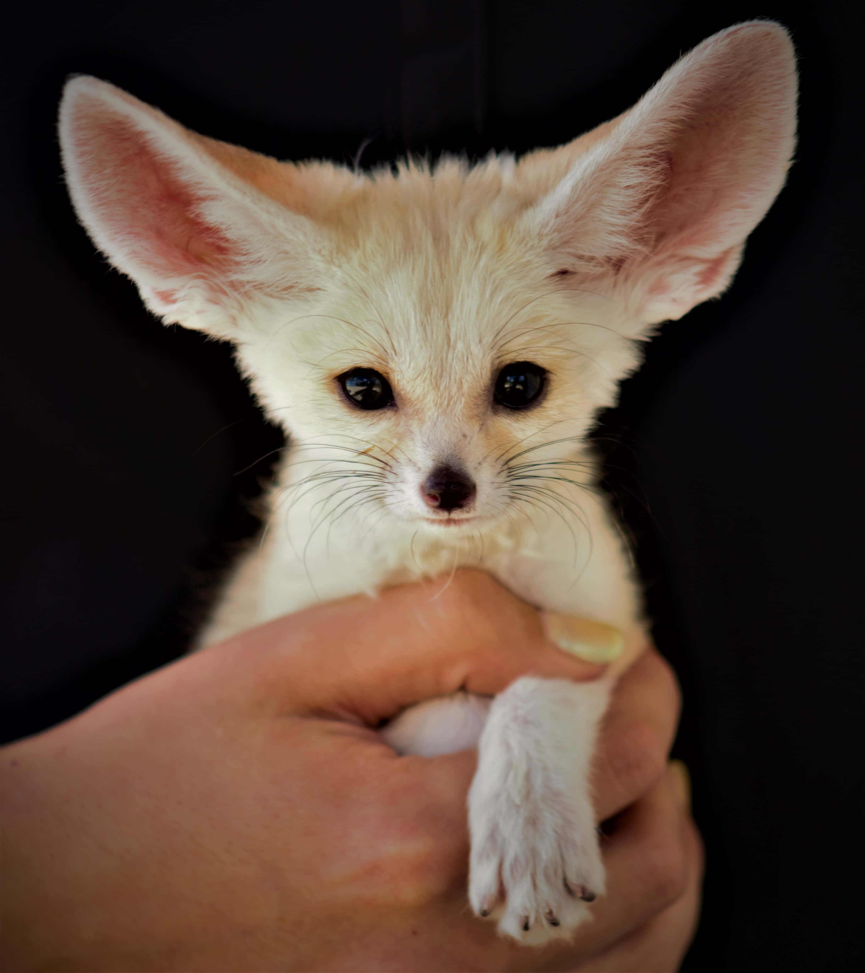 A playful baby fox enjoying the sun Picha ya Ukuta
