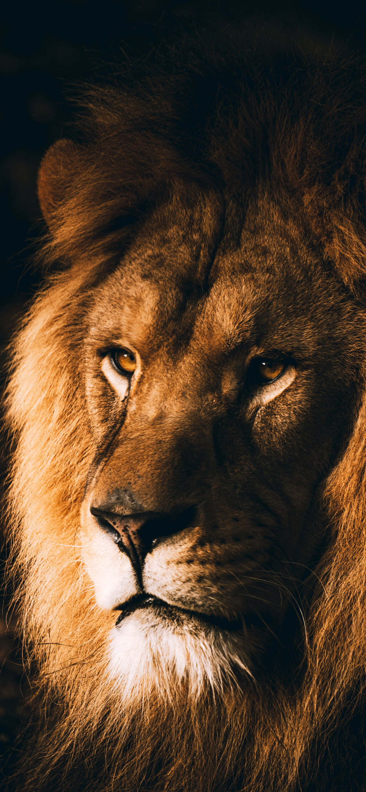 A powerful lion roars at the camera Picha ya Ukuta