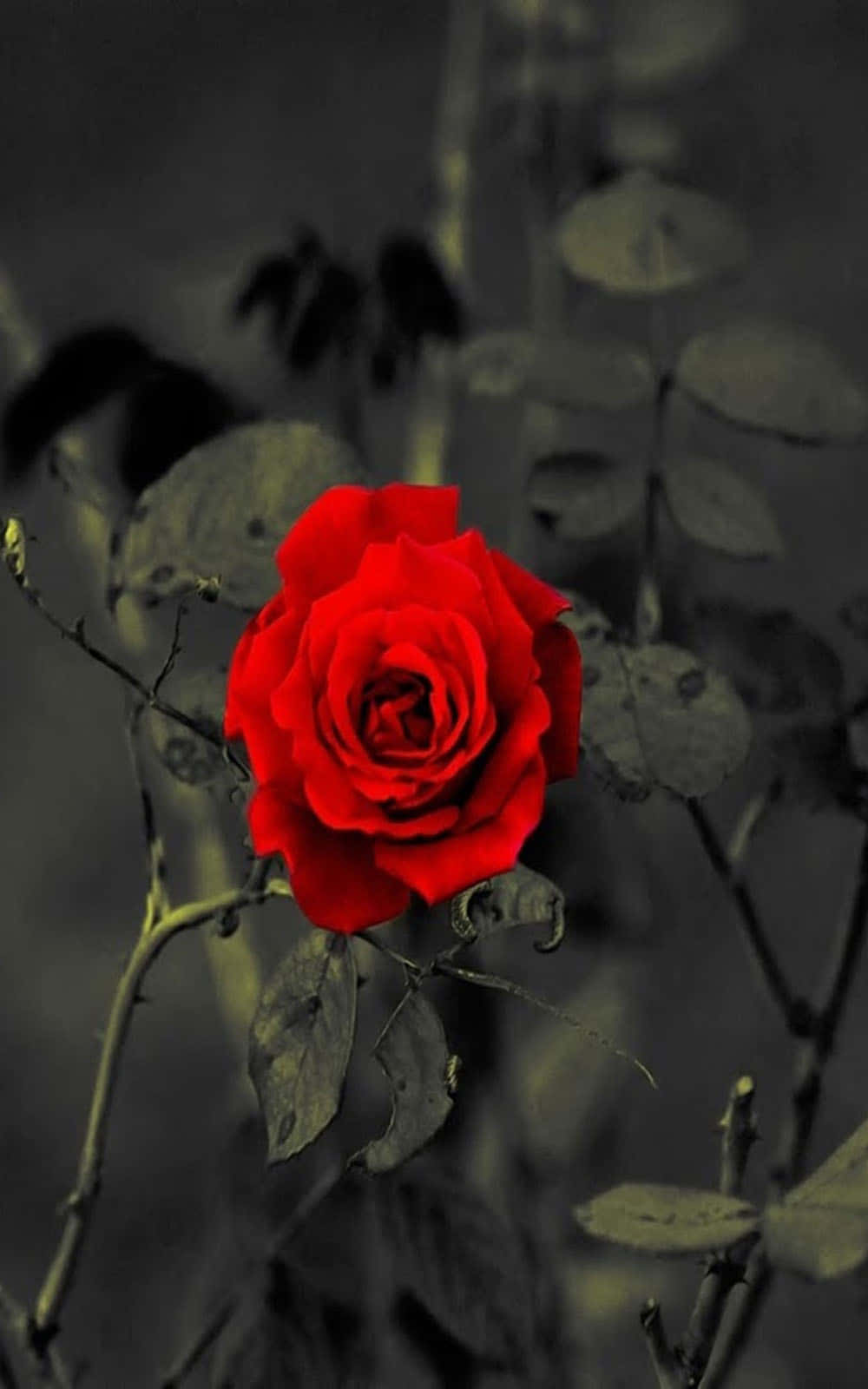 a red rose in black and white Picha ya Ukuta