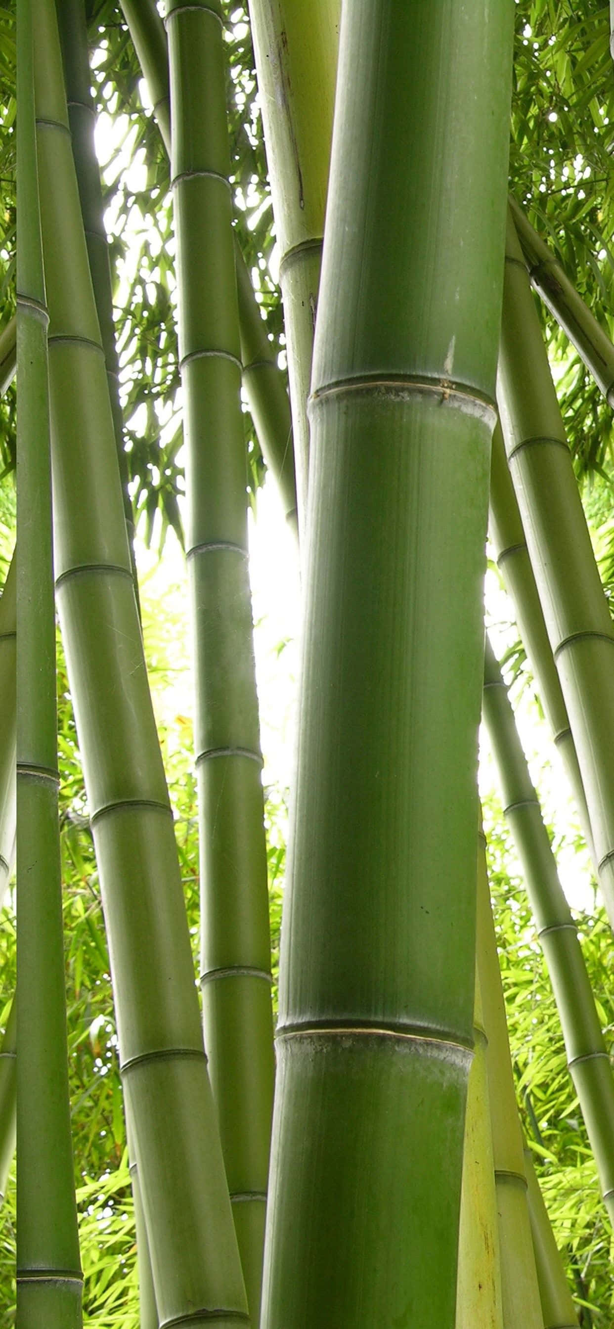 A serene grove of Green Bamboo Picha ya Ukuta