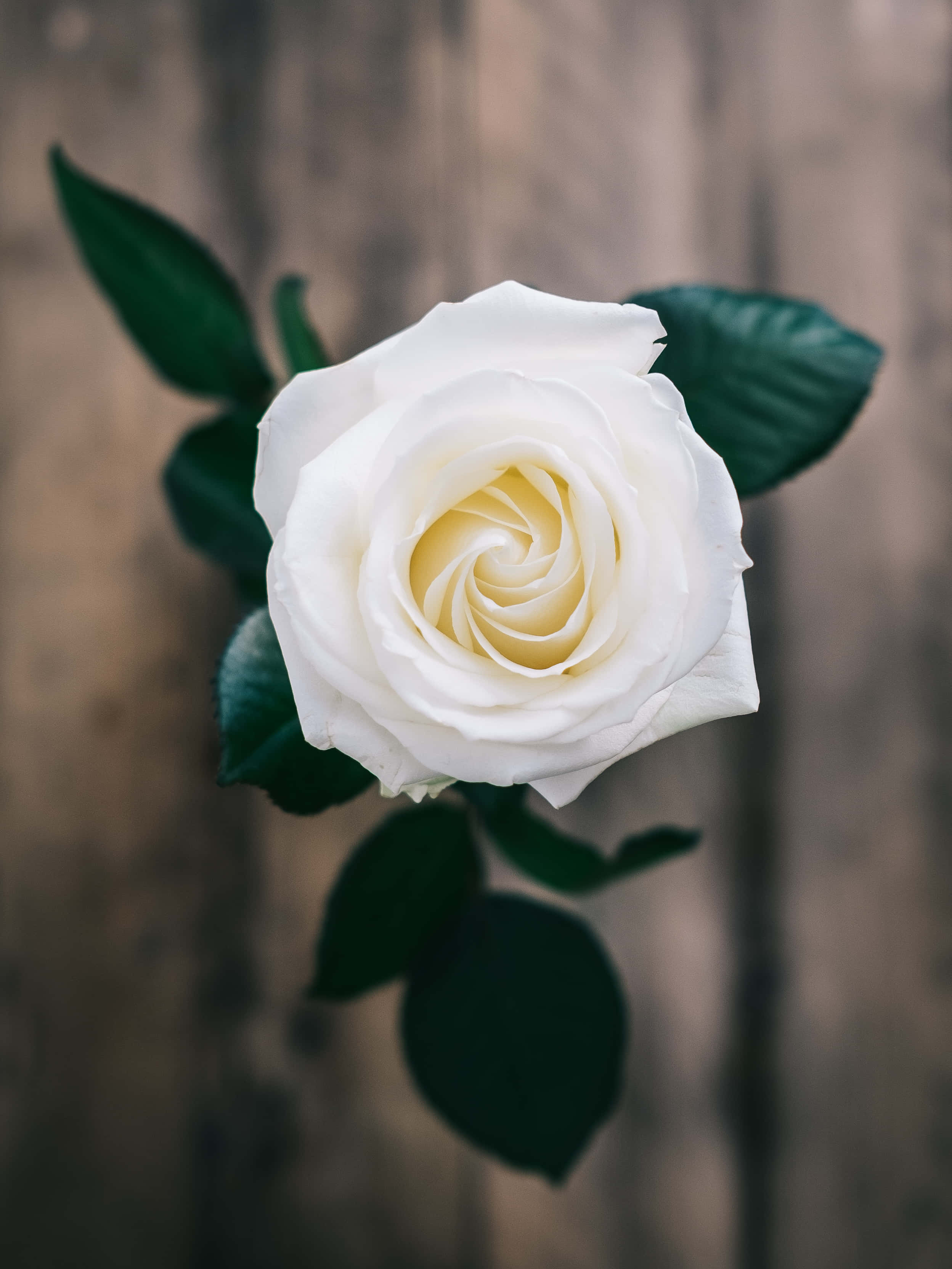 A single white rose standing against an abstract background Picha ya Ukuta
