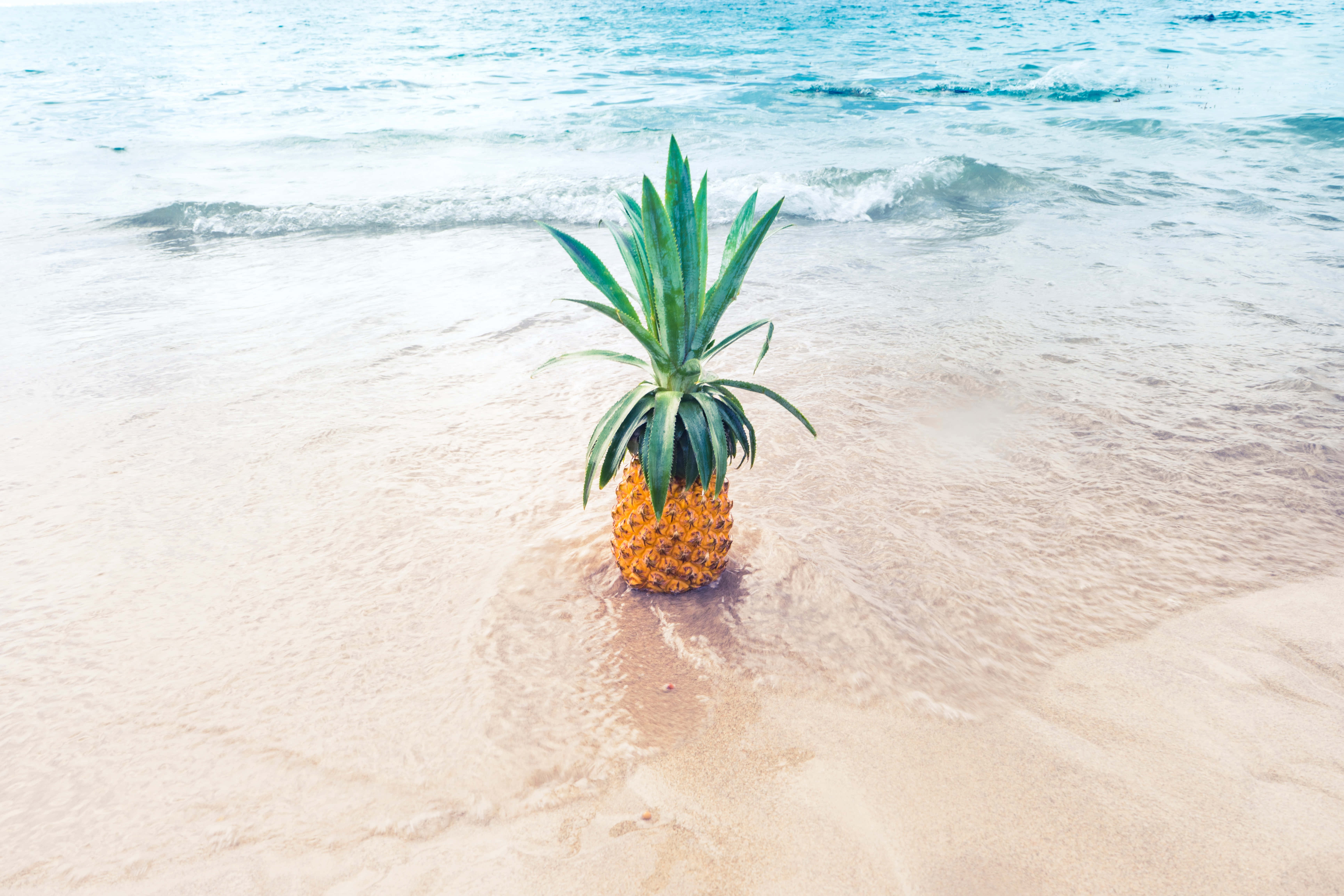 A sweet and tart pineapple amidst lush foliage. Picha ya Ukuta