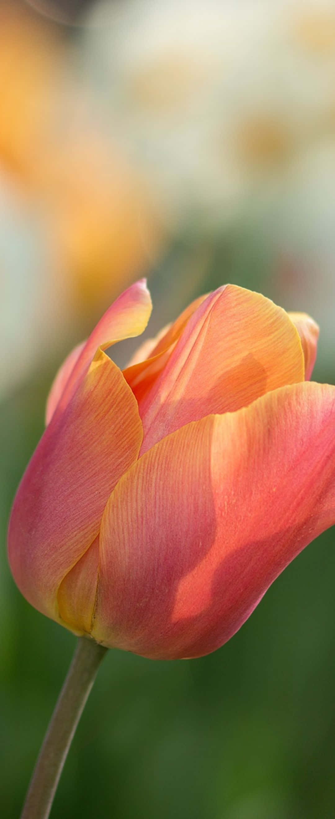 a tulip flower with a yellow and orange color Picha ya Ukuta