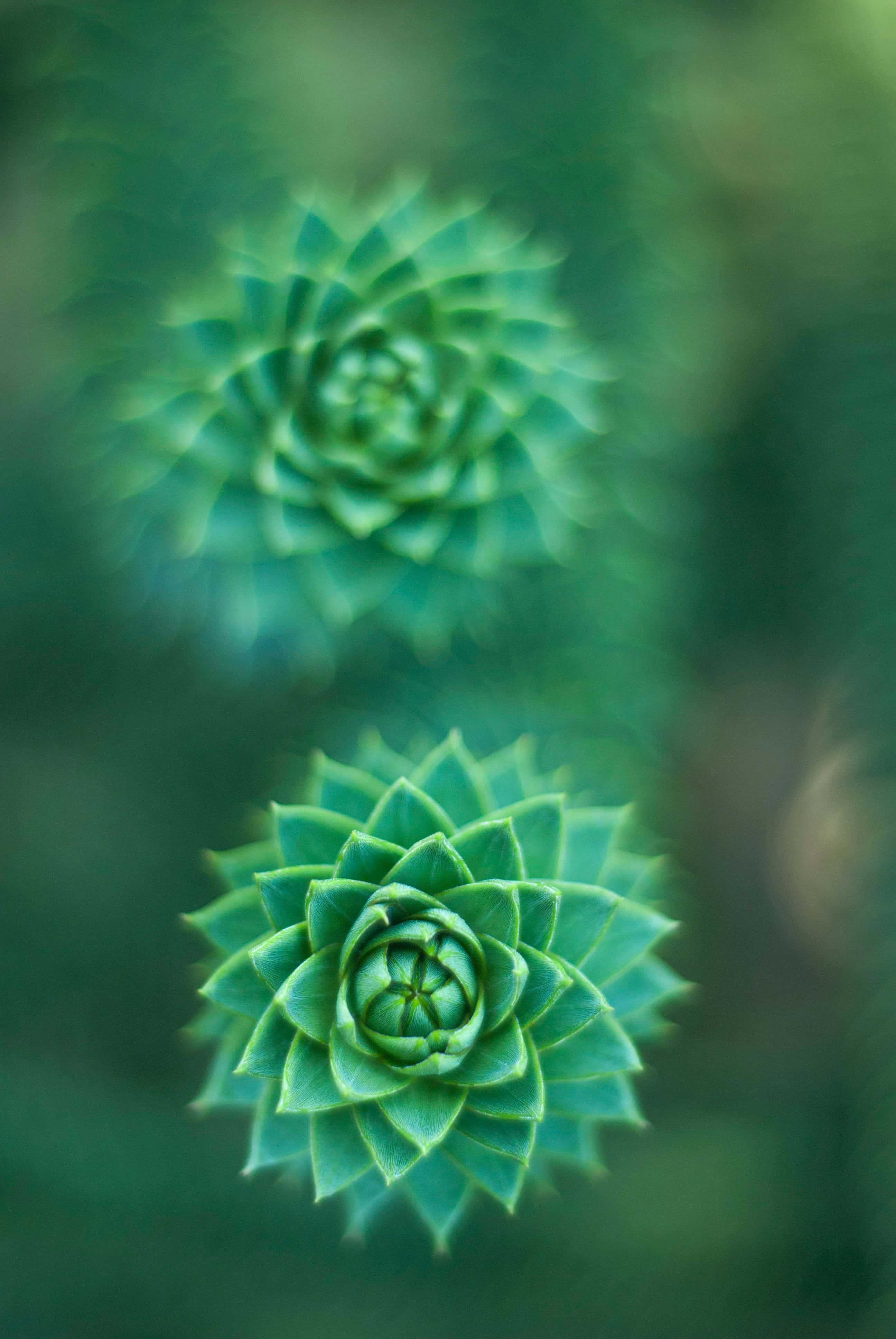 A vibrant green flower blooming in full glory Picha ya Ukuta