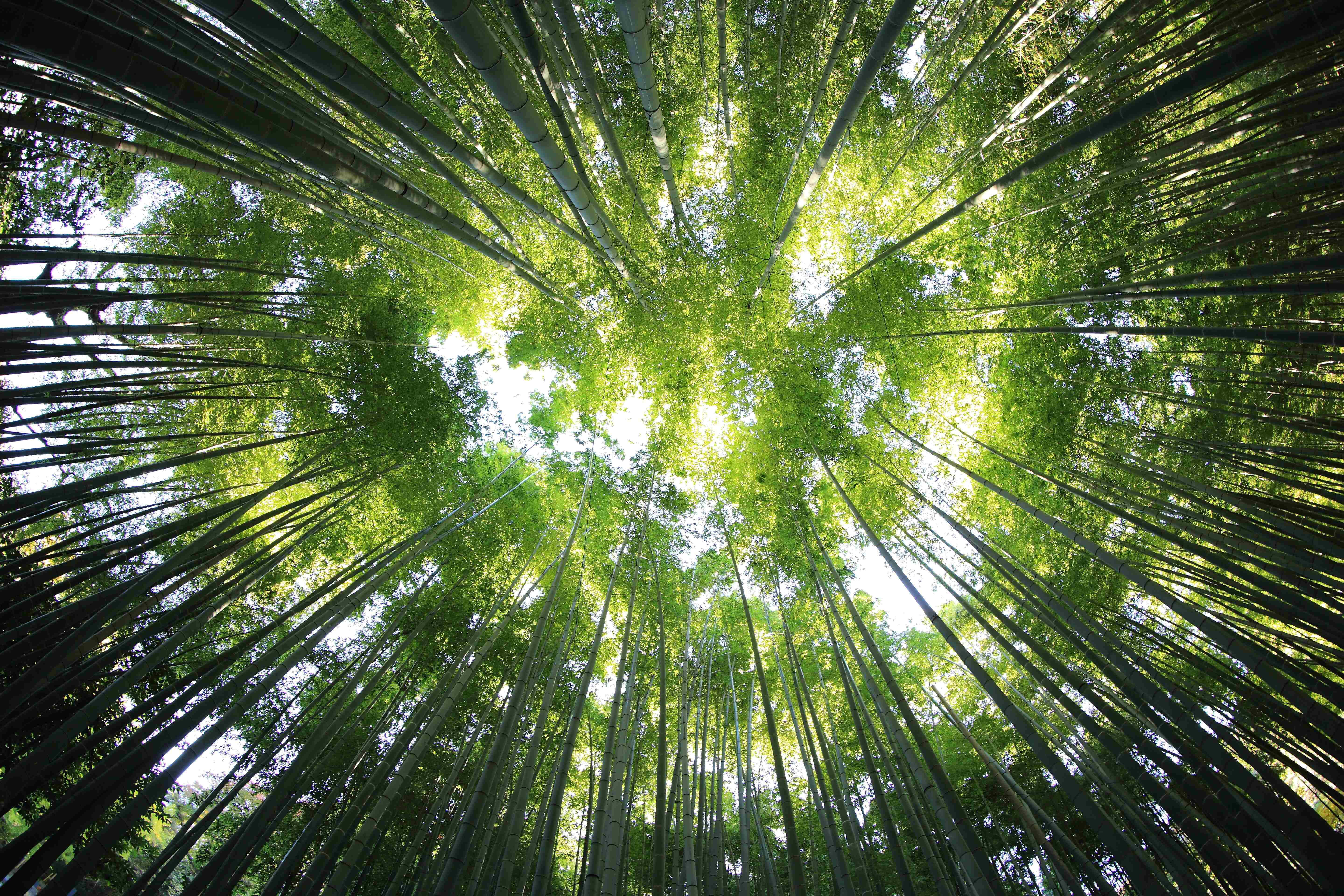 a view of a bamboo forest with green trees Picha ya Ukuta