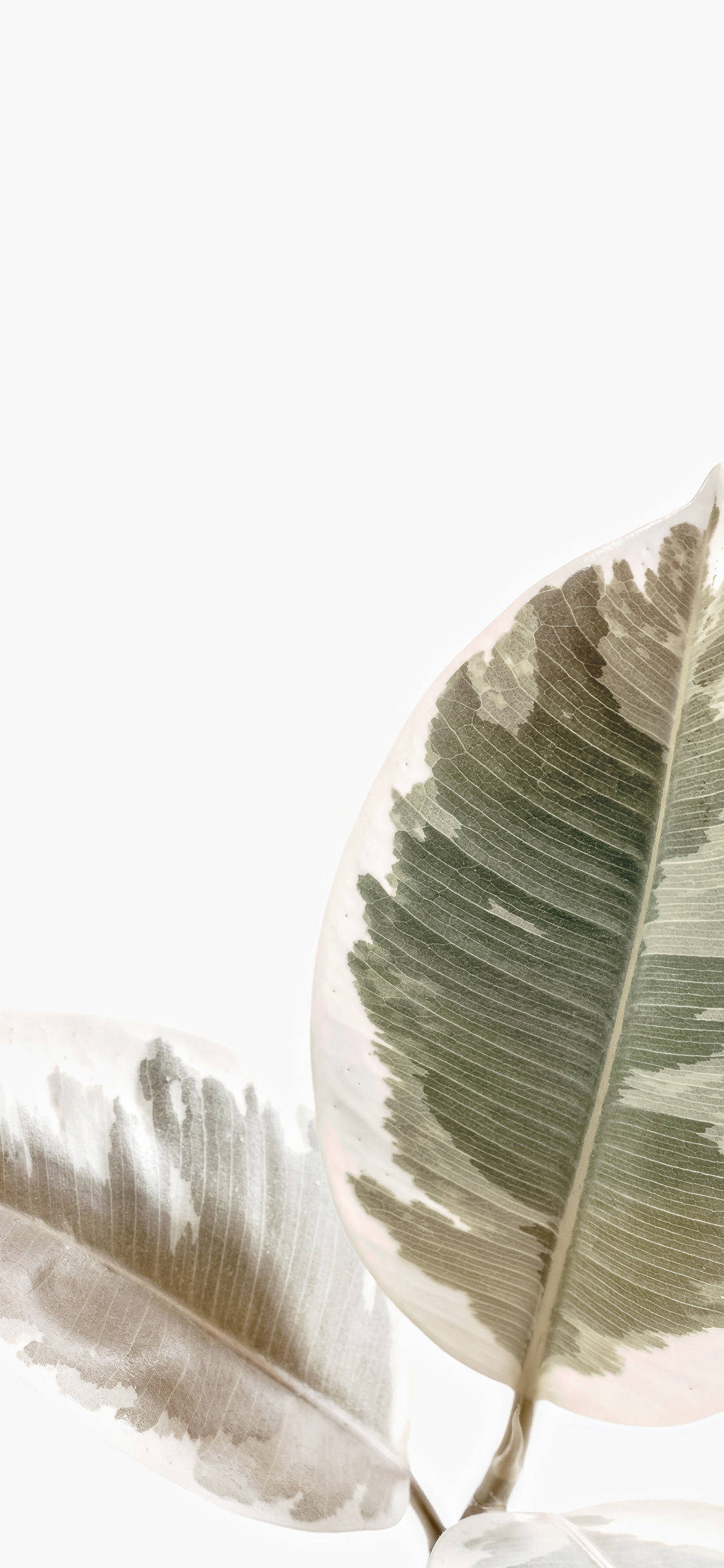 a white background with leaves on it Picha ya Ukuta