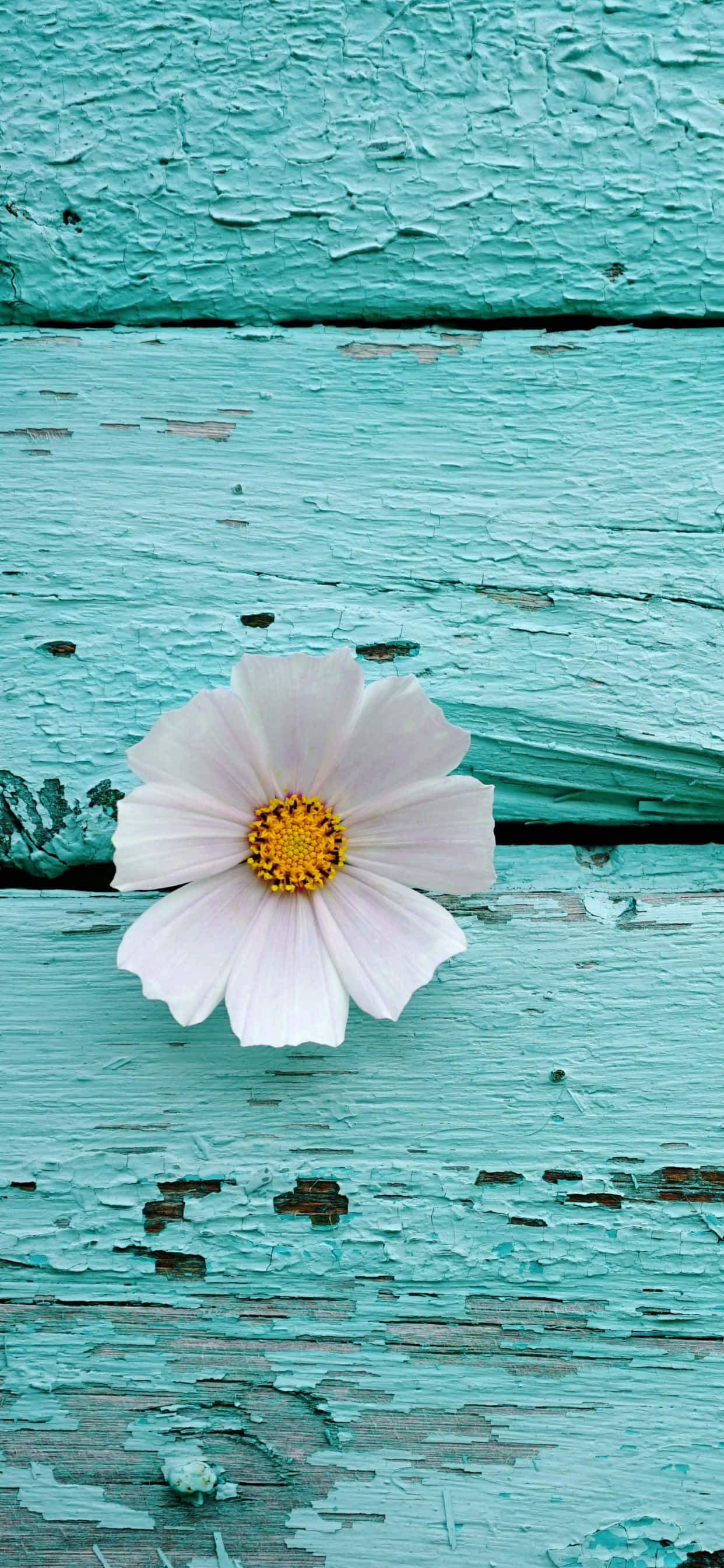 a white flower on a turquoise wooden surface Picha ya Ukuta