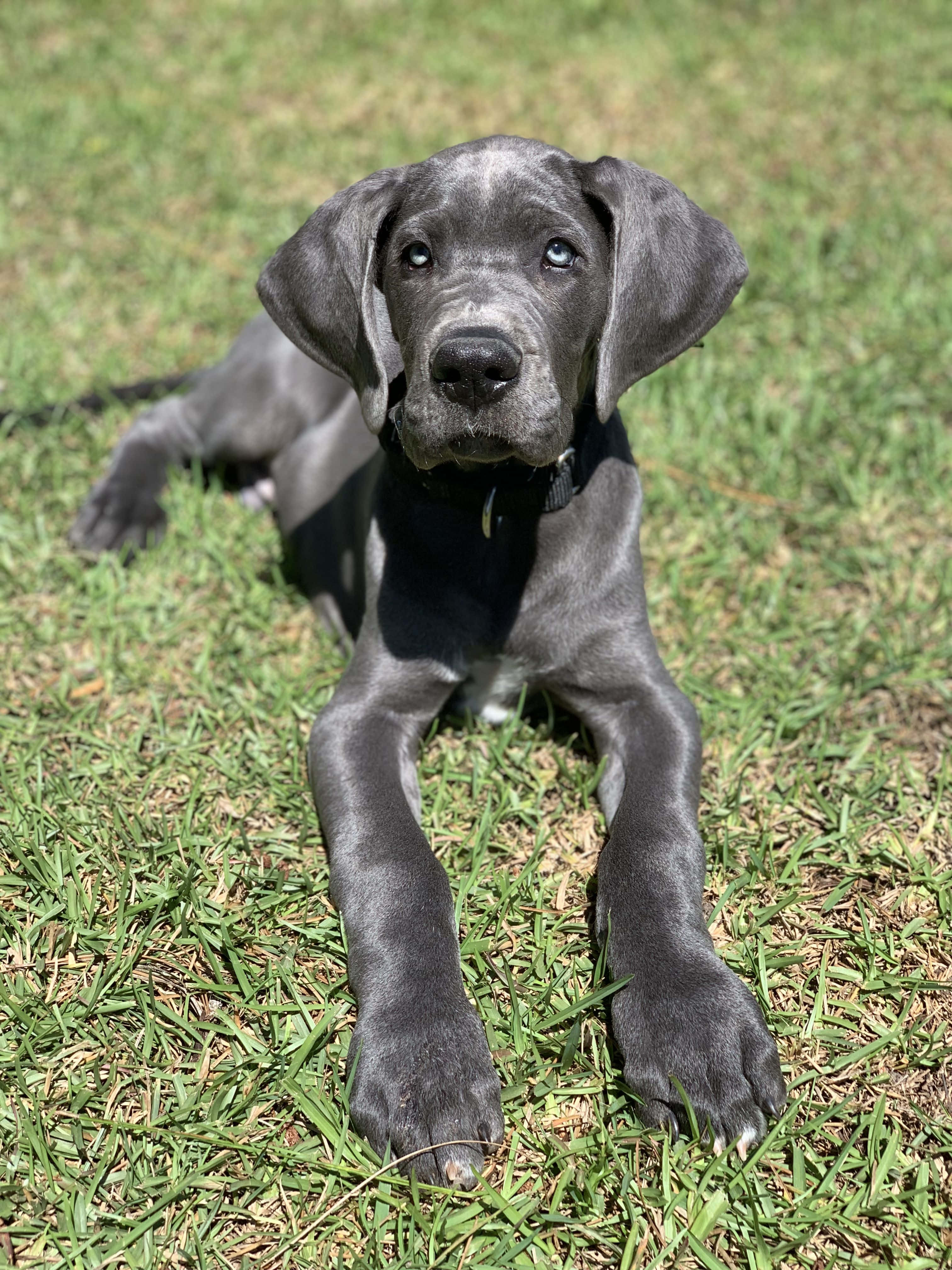 Adorable Great Dane Puppies Napping Picha ya Ukuta