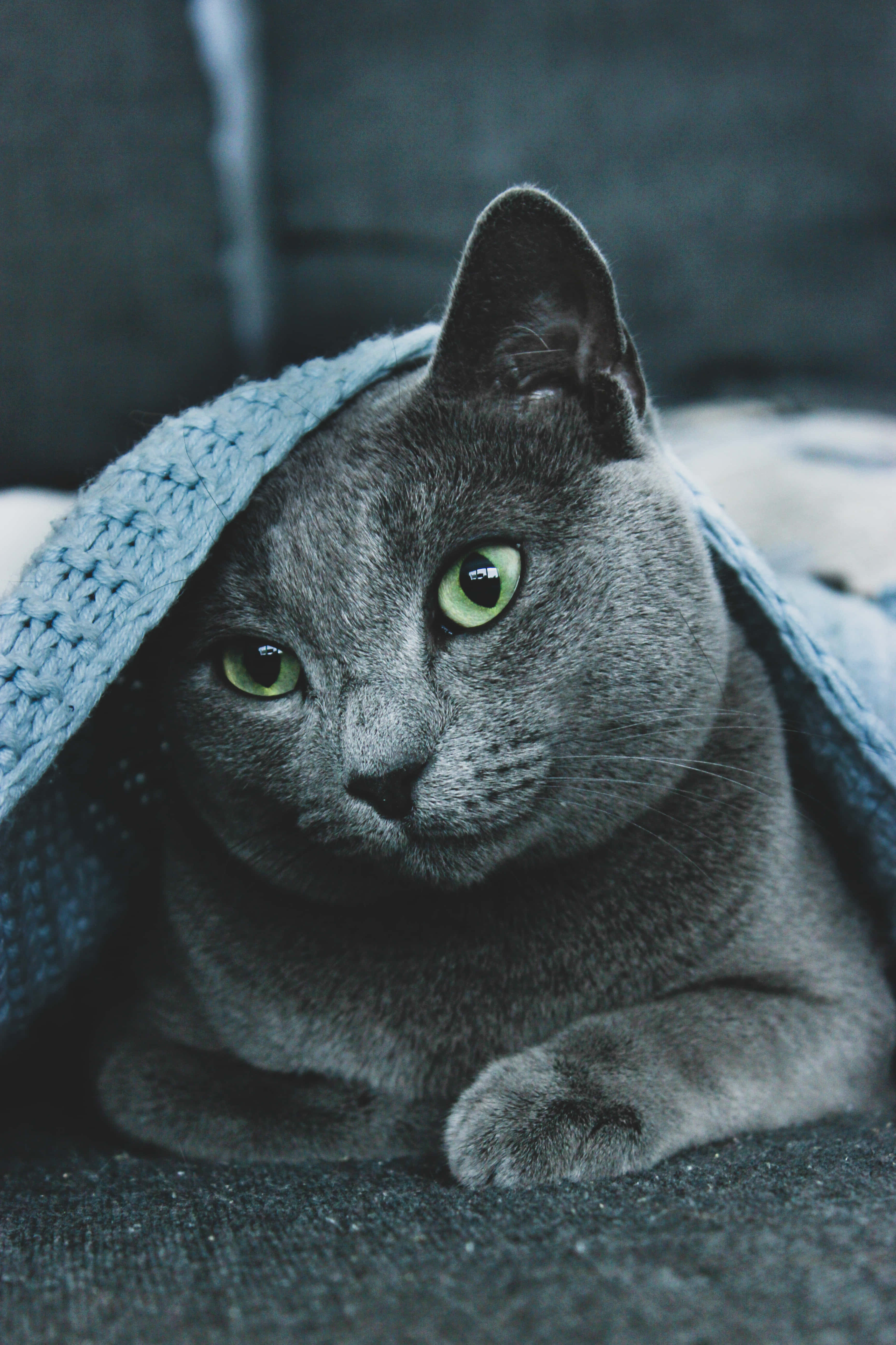 Adorable Russian Blue Kitten Picha ya Ukuta