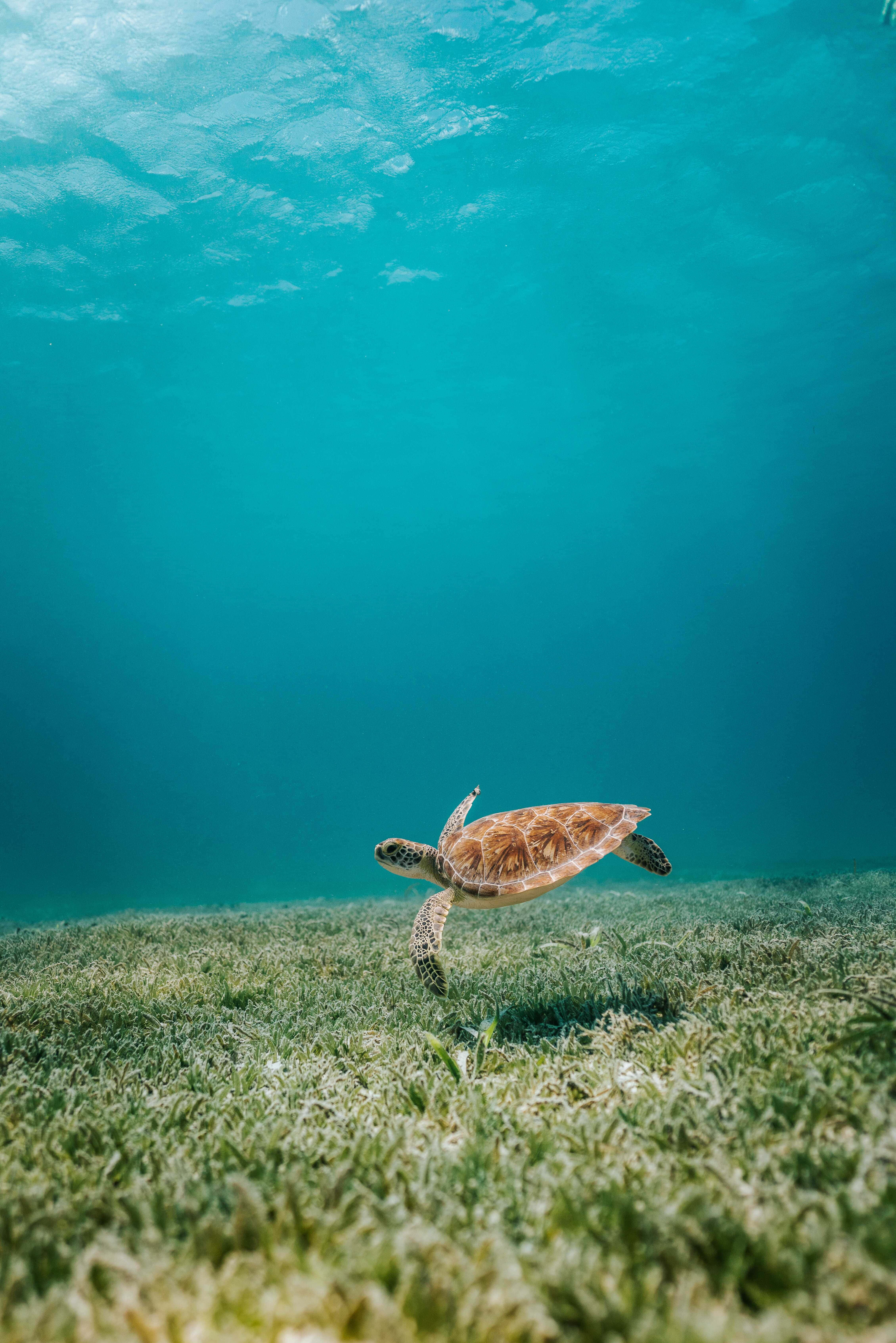 Adorable Sea Turtle iPhone Background Picha ya Ukuta