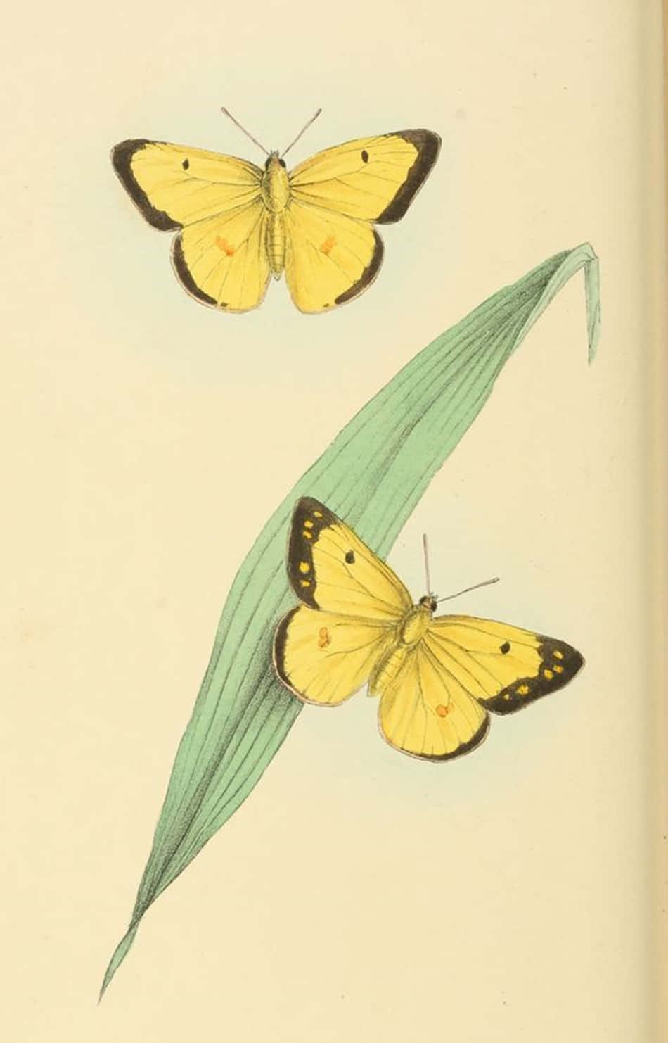 Adorable Yellow Butterflies Gathered Together in Nature Picha ya Ukuta