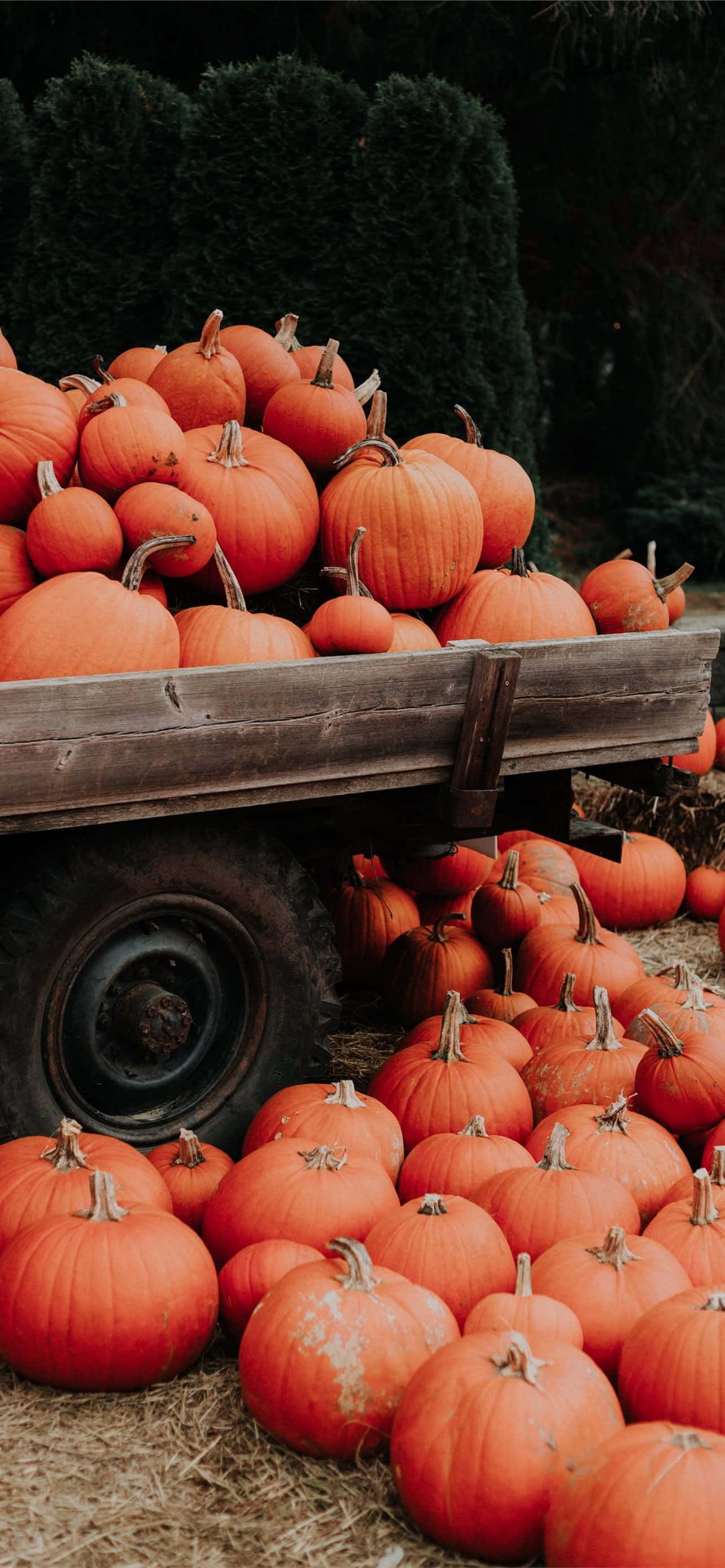 Aesthetic Home Screen Pumpkins Pastel Orange Picha ya Ukuta
