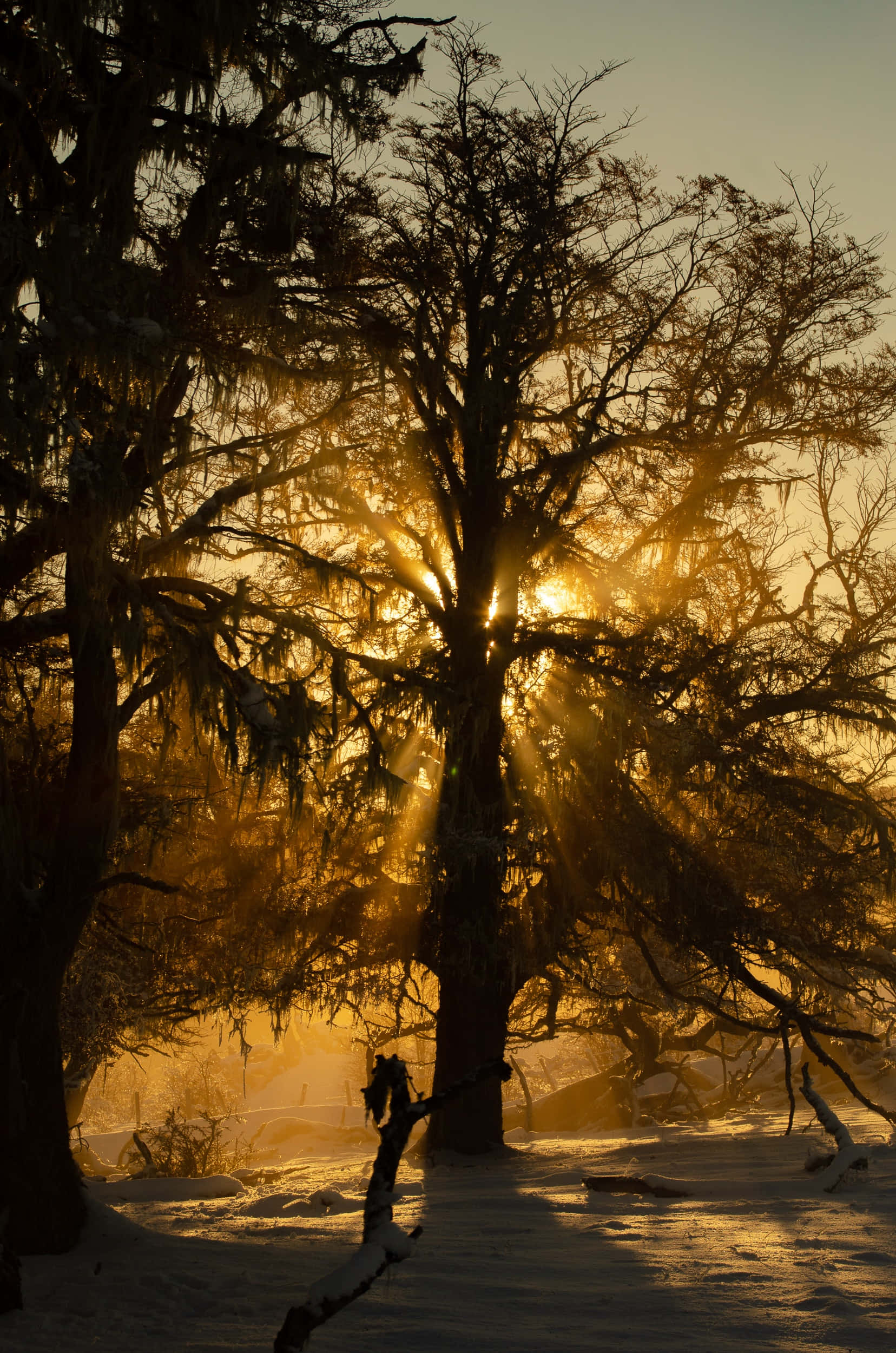 Aesthetic Sunset Tree Branch Picture Picha ya Ukuta