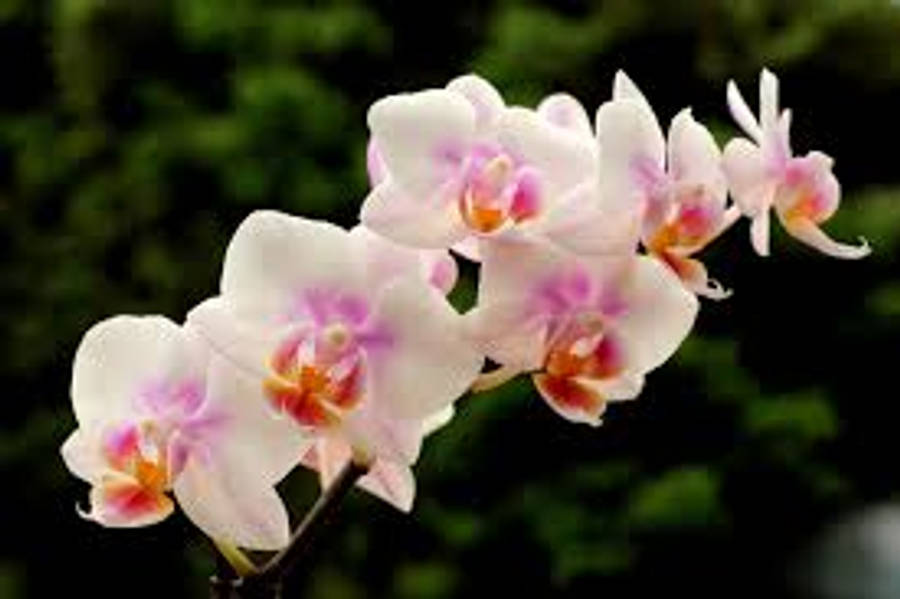Aina ya Orchid Espoa Picha ya Ukuta