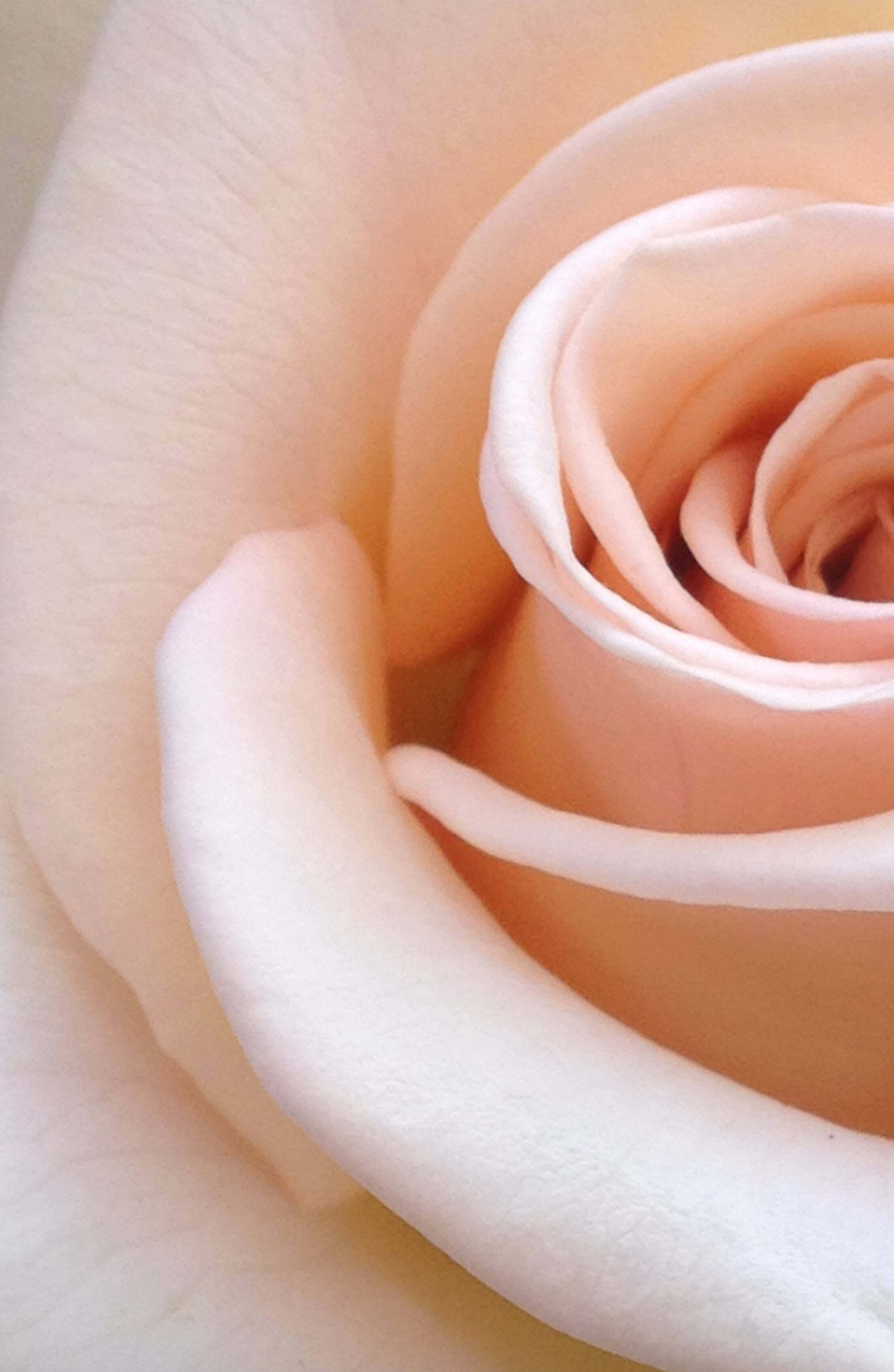 Allure of Nature - a Stunning Vibrant Red Rose Picha ya Ukuta
